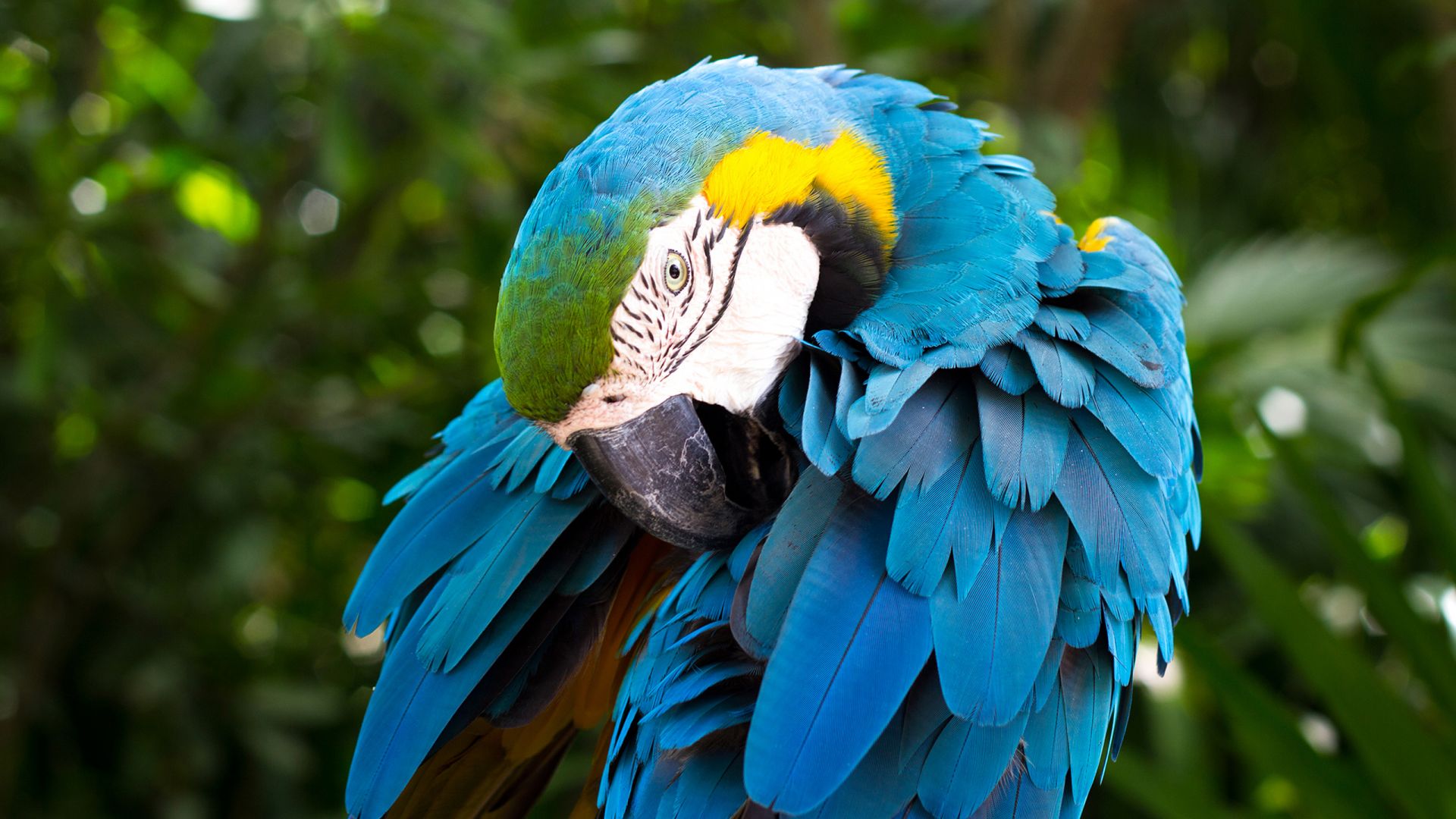Wallpaper Macaw, bird, colorful feathers