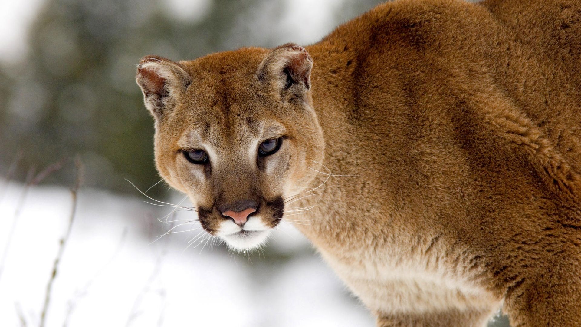 Wallpaper Wild cat, predator, Cougar, animal