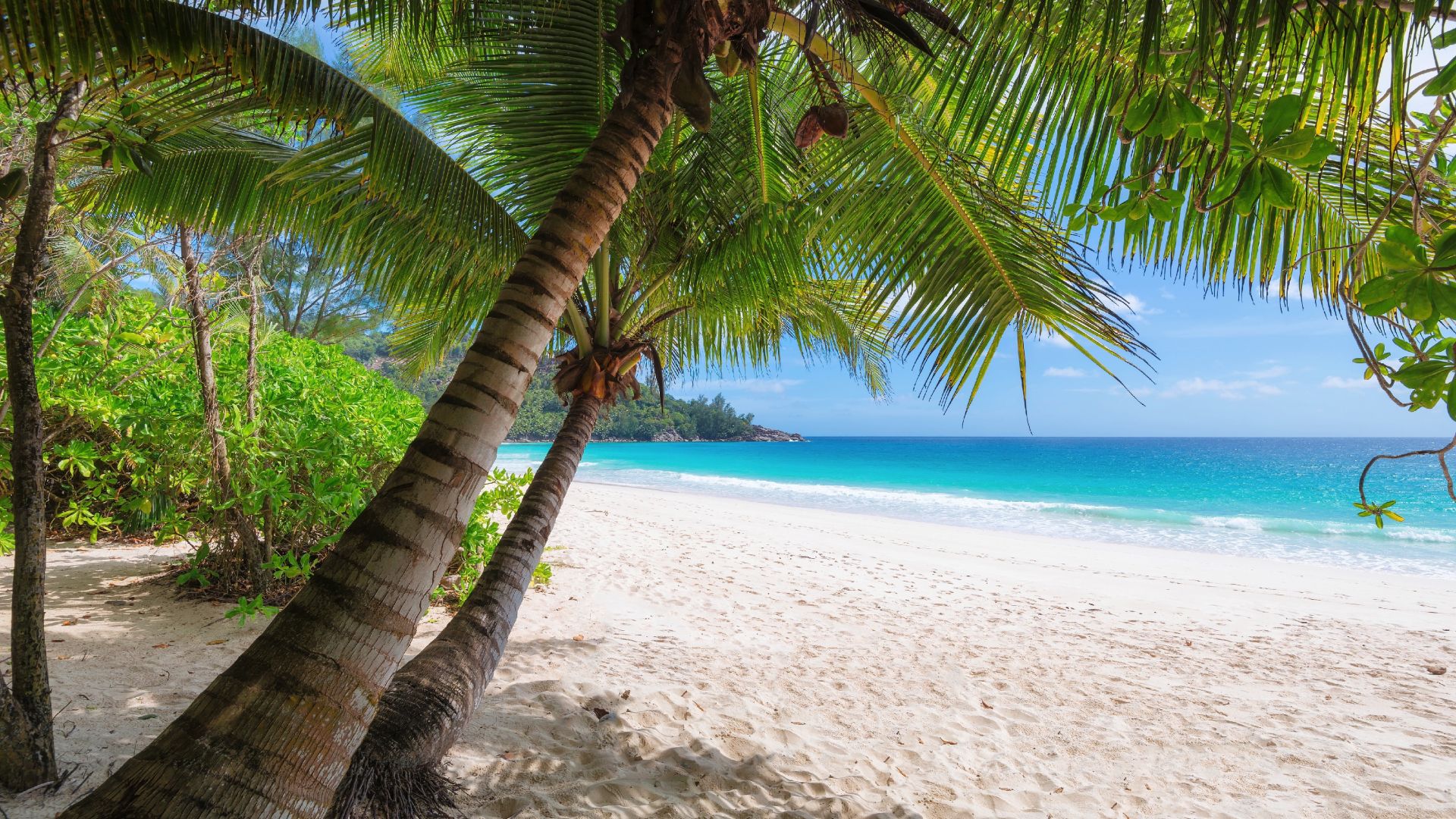 Wallpaper Palm trees, tropical beach, summer