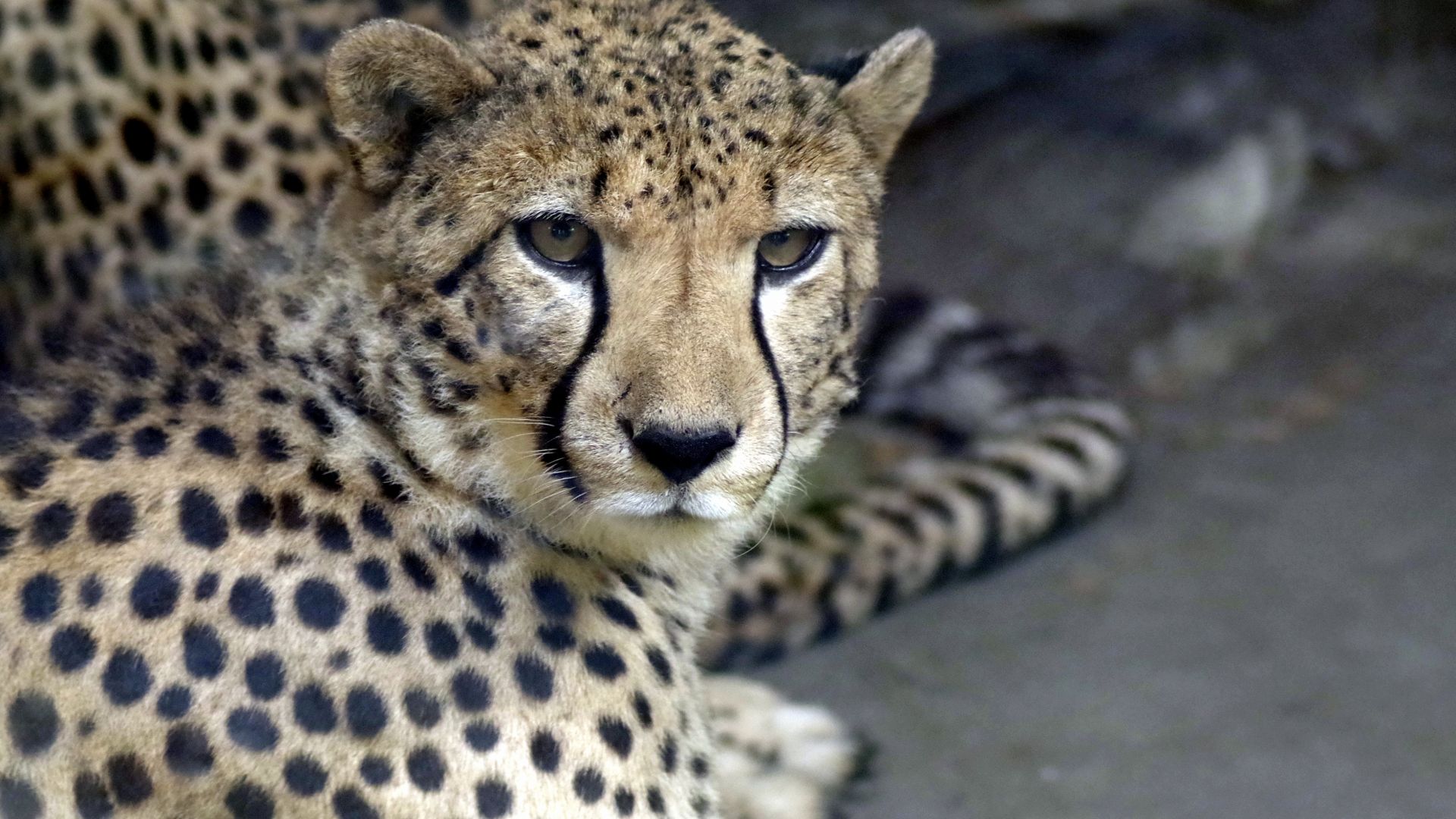 Wallpaper Cheetah, animal, stare, wildlife