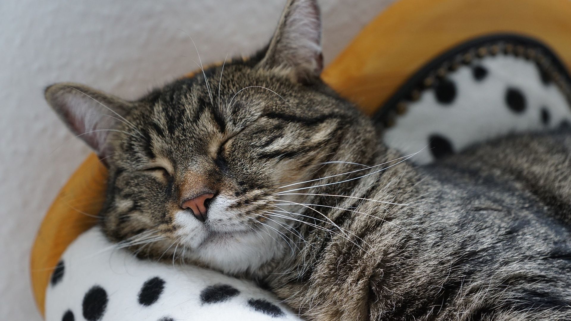 Wallpaper Fur, muzzle, pet cat, asleep