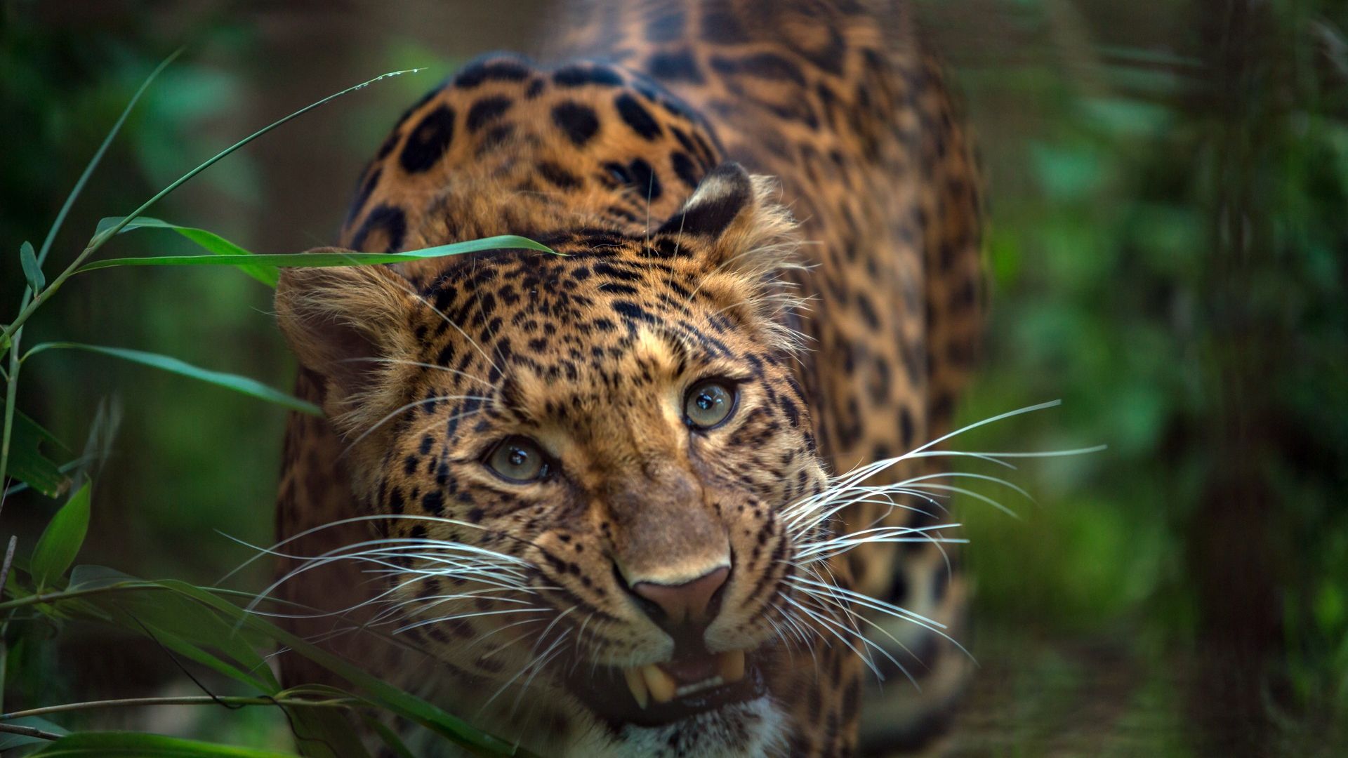 Wallpaper Wild cat, animal, leopard, predator