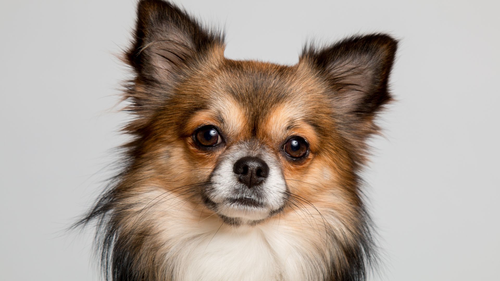 Wallpaper Chihuahua, dog, muzzle, 5k