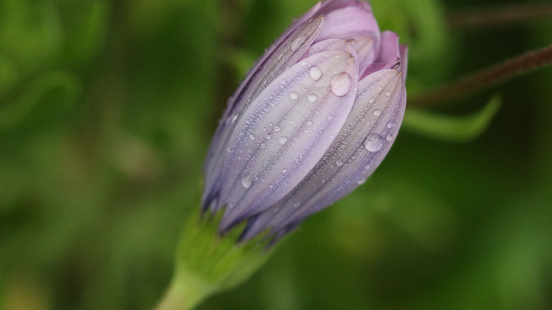 Wallpaper Purple daisy, spring, flower, bud, drops