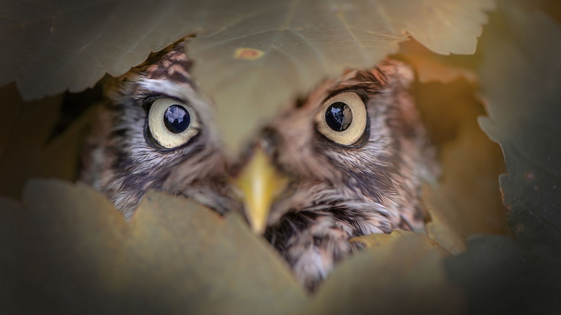 Desktop Wallpaper Owl Behind Leaves, Predator, Eyes, Close Up, Hd Image,  Picture, Background, 1896d9