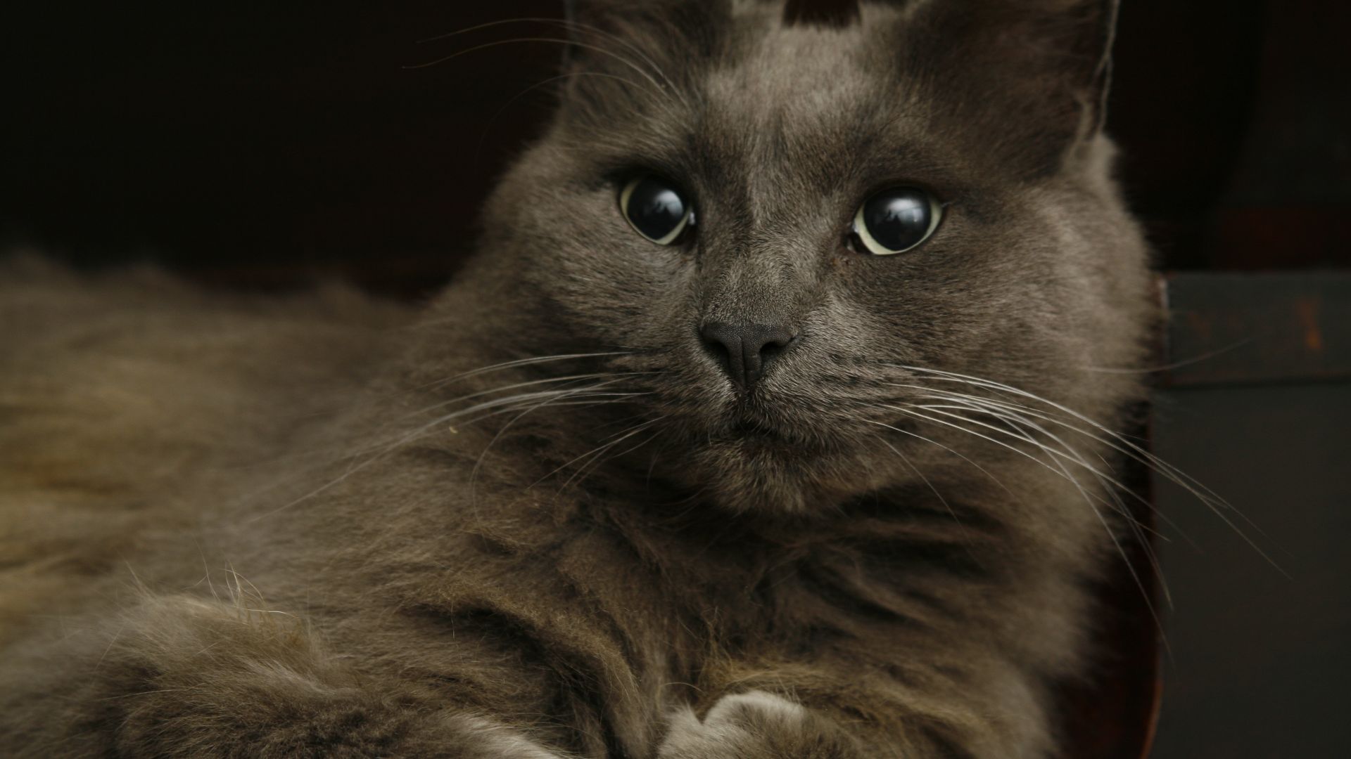 Wallpaper Gray cat, curious, fur, face