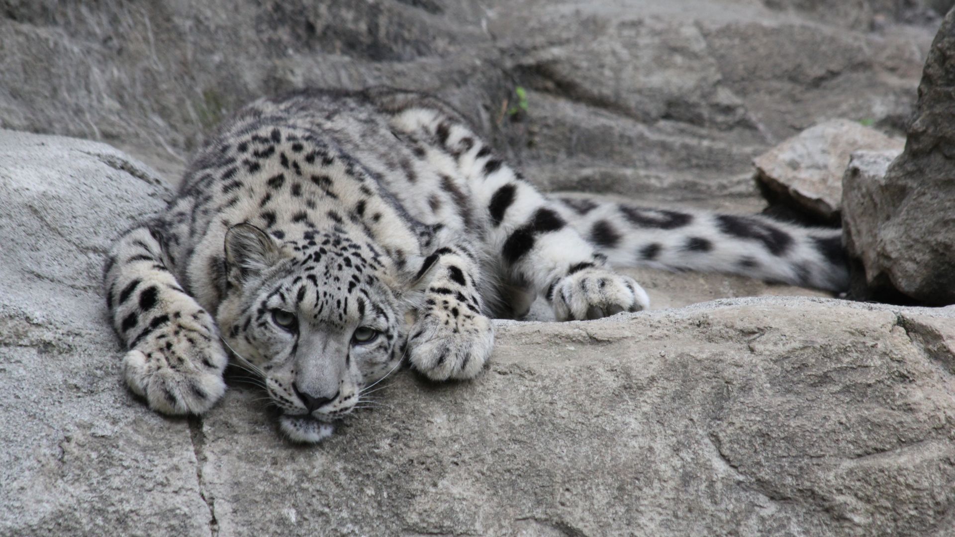 Wallpaper Snow Leopard, relaxed, wild cat, predator
