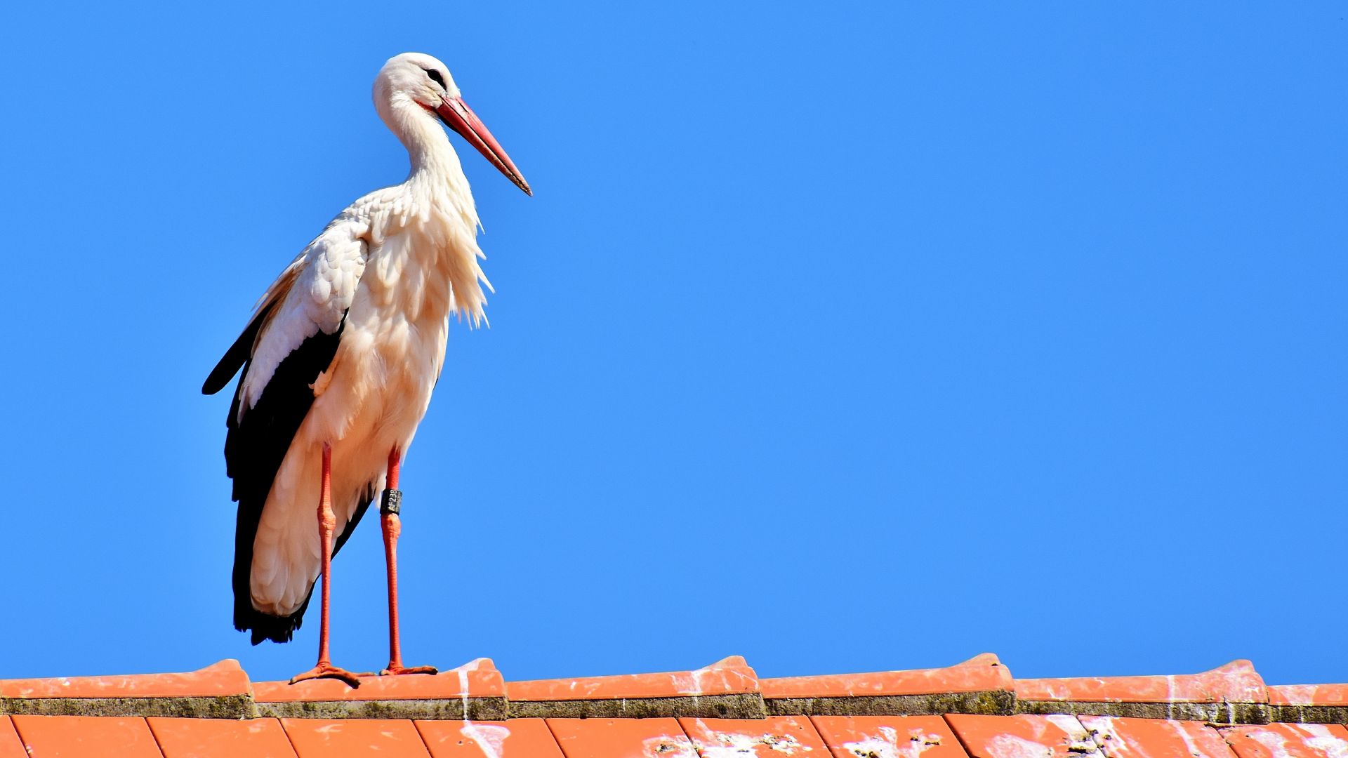 Wallpaper Stork, big, water bird, animal, terrace