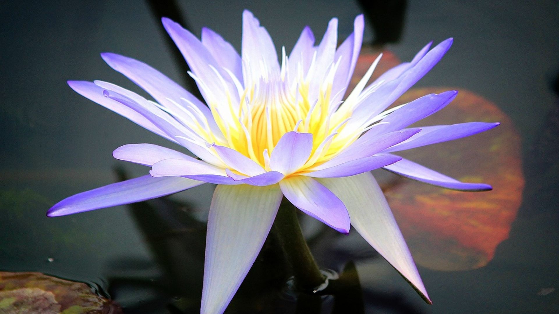 Wallpaper Water lily, purple white, flower, bloom