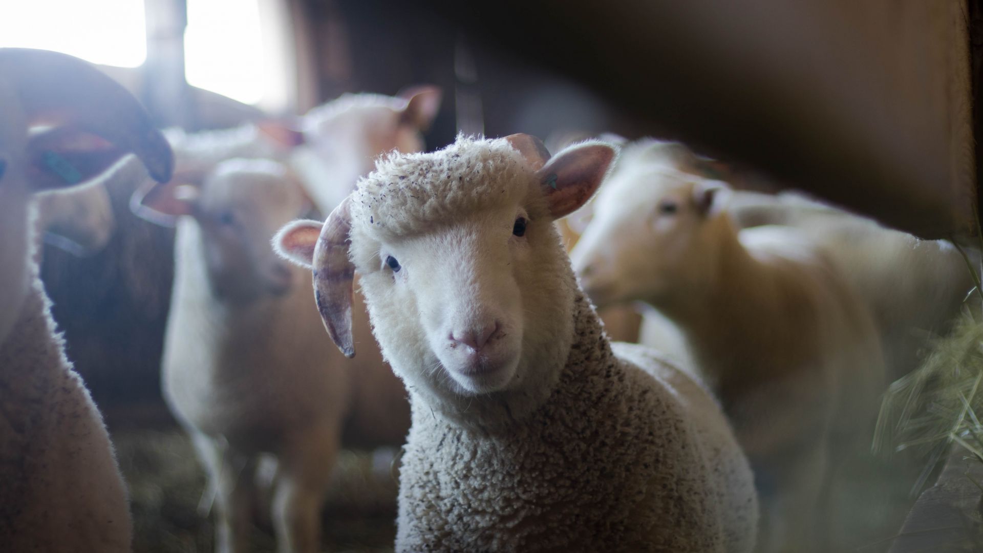 Wallpaper Sheep, cute, animal, stare, muzzle, 5k