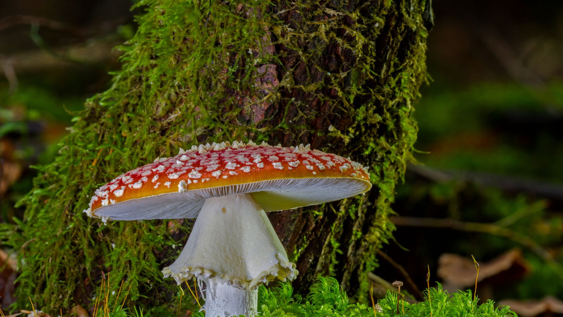 Wallpaper Mushroom, fungus, closeup, forest, 4k