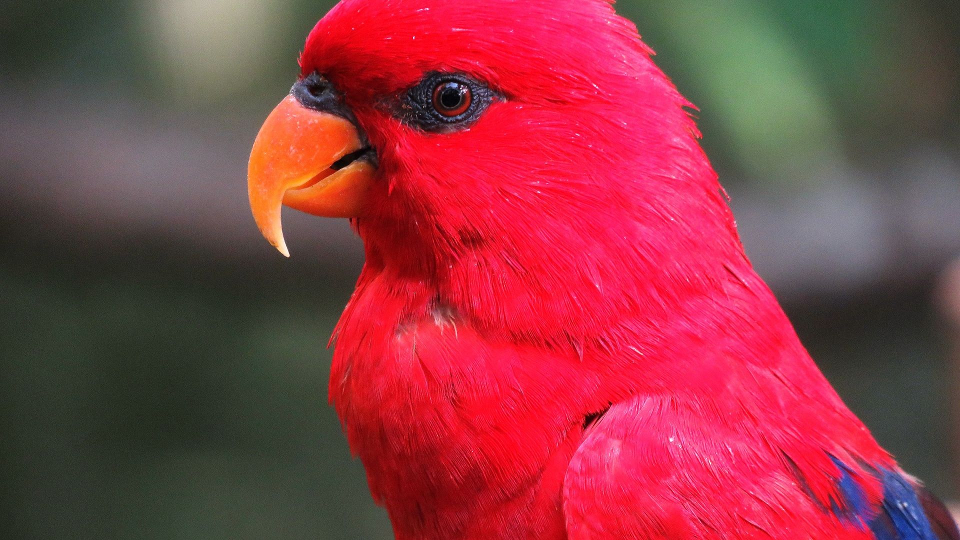 Wallpaper Parrot, red bird, orange beak