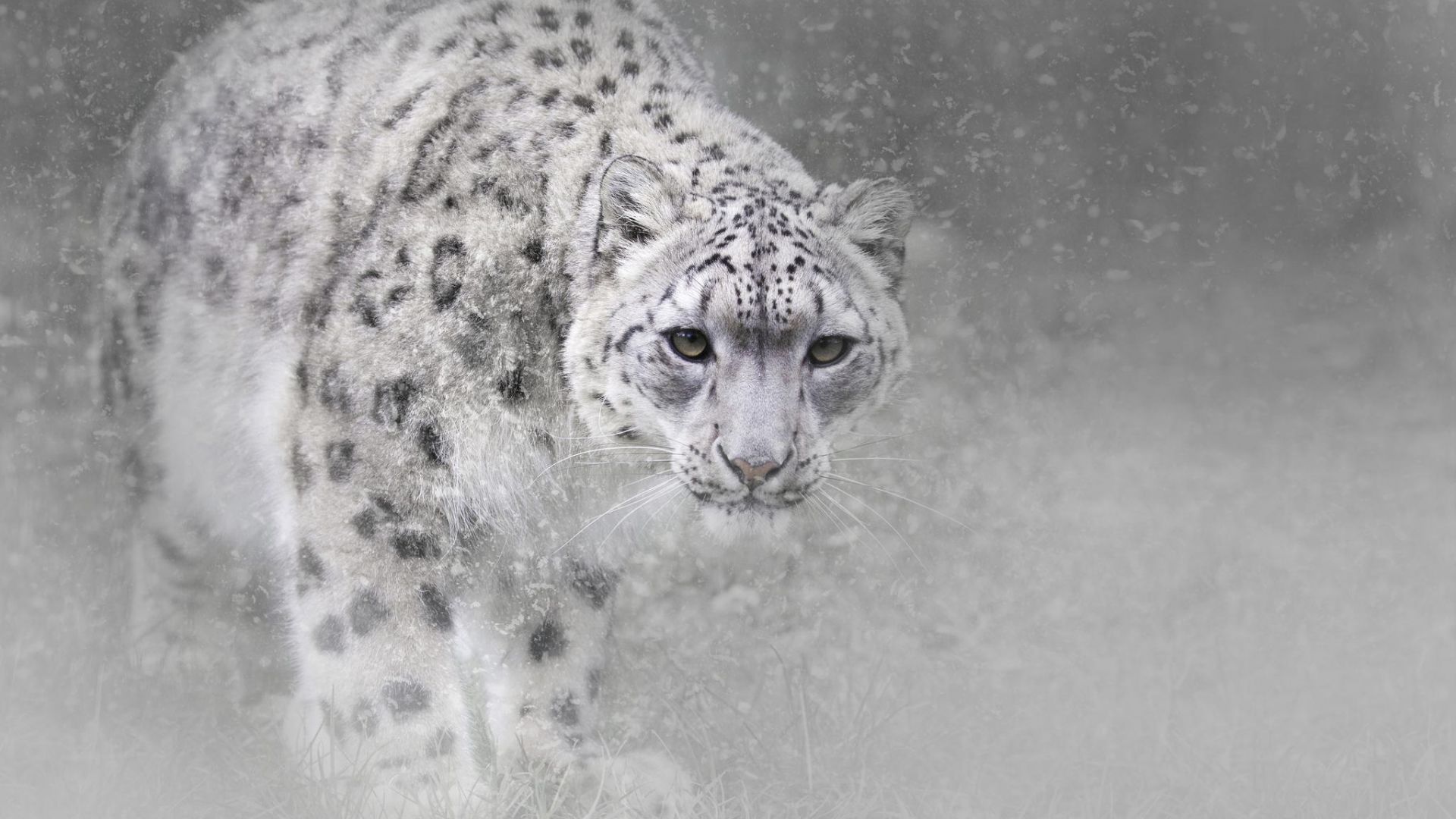 Wallpaper Snow leopard, monochrome