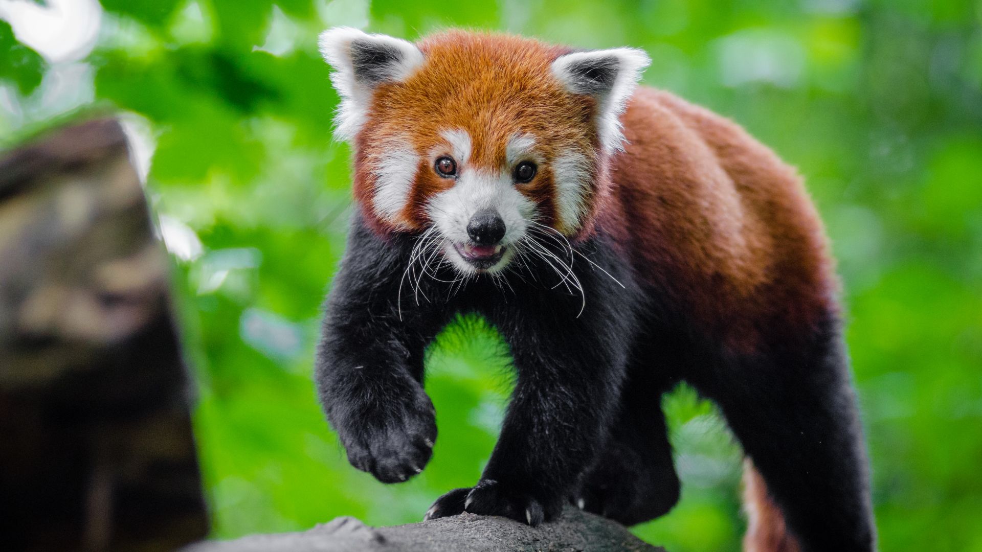 Desktop Wallpaper Cute, Animal, Red Panda, Play, 4k, Hd Image, Picture,  Background, 1af58f