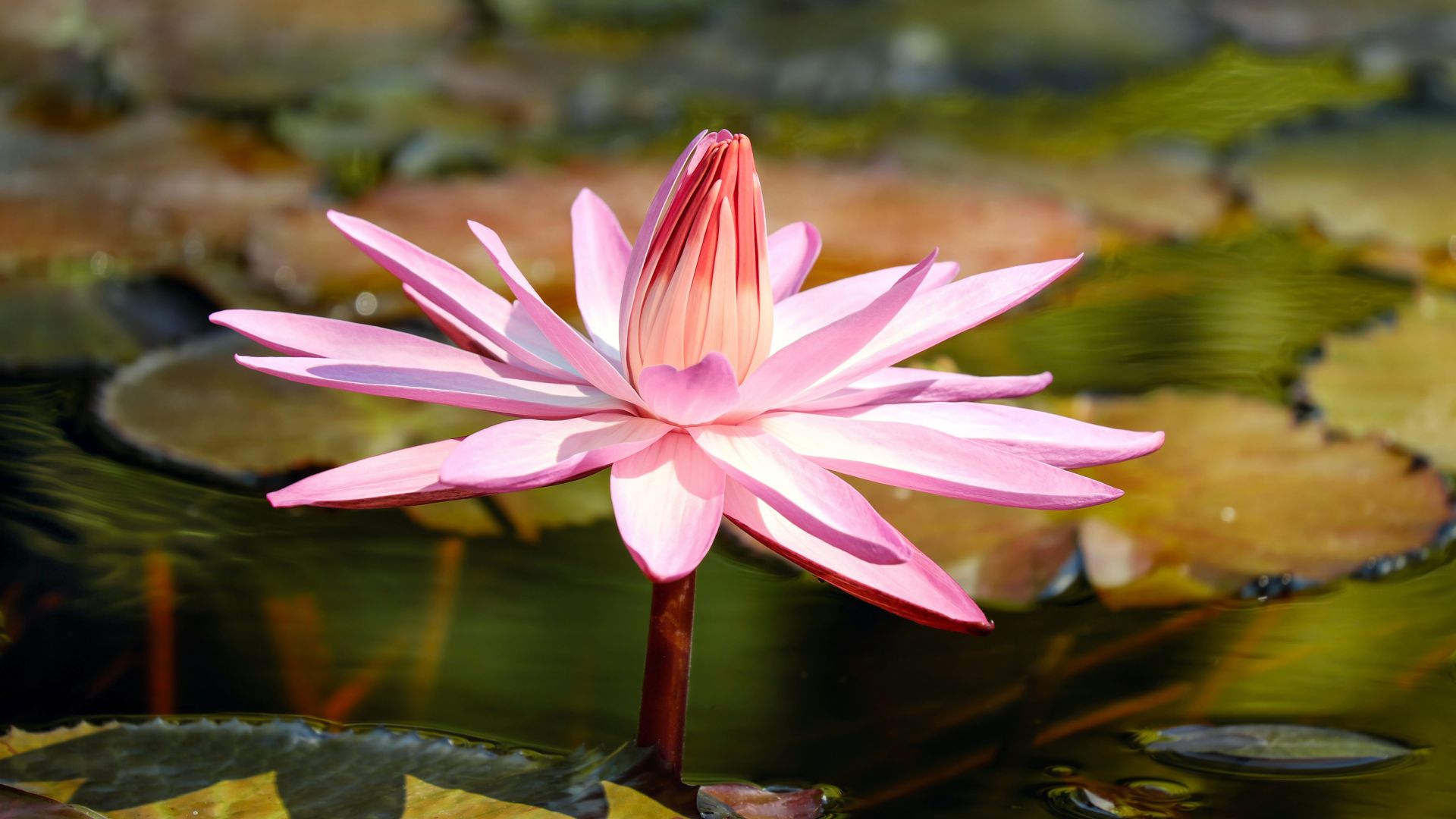 Wallpaper Water lily, flower, pink flower, lake