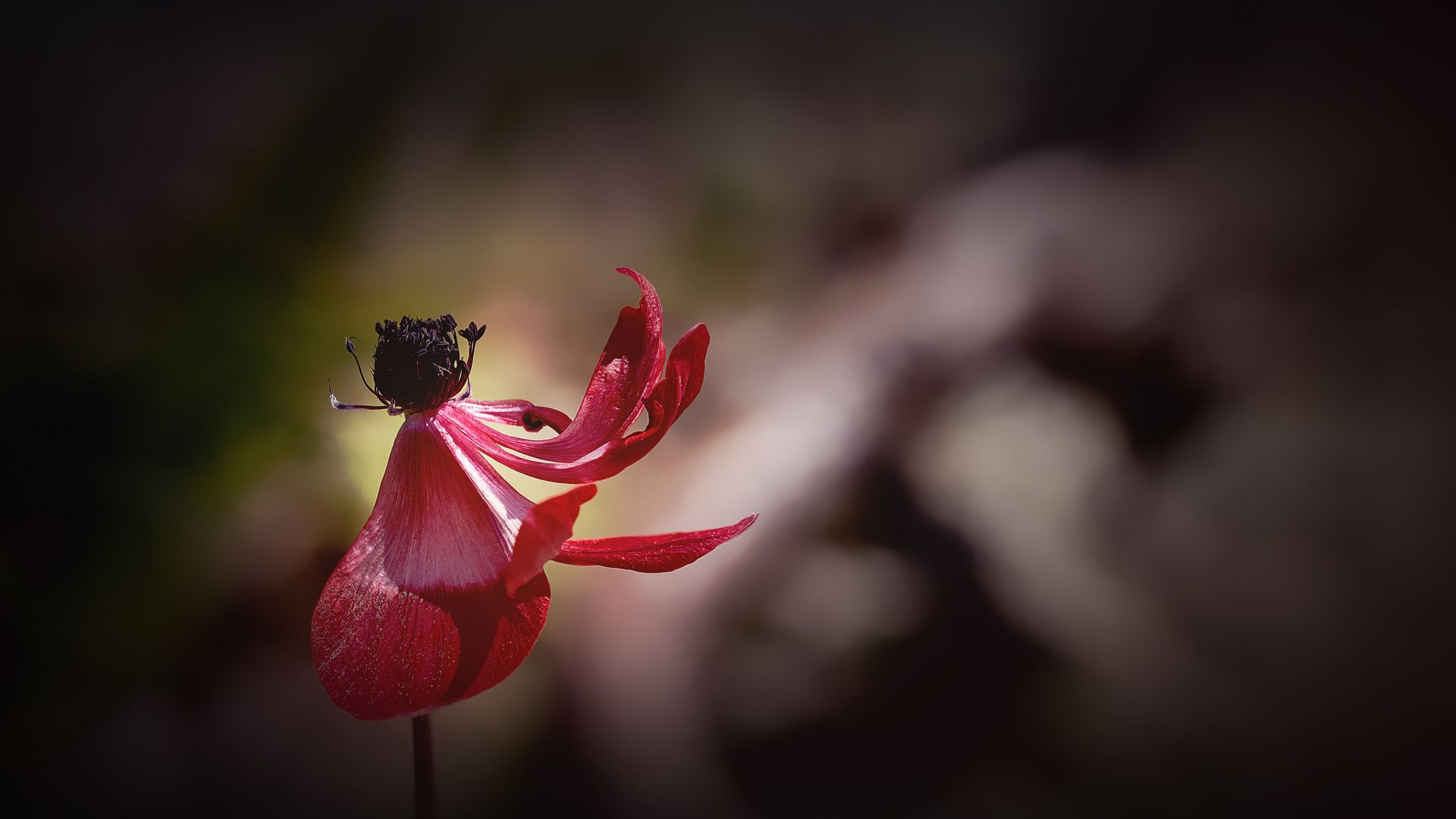 Wallpaper Anemone, red flower, bloom, blur