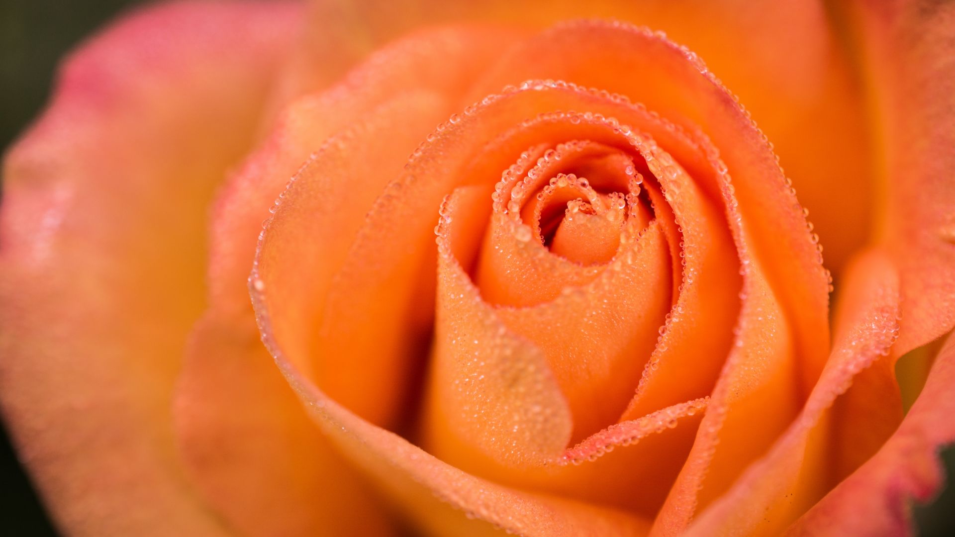 Wallpaper Rose, orange, close up, water drops