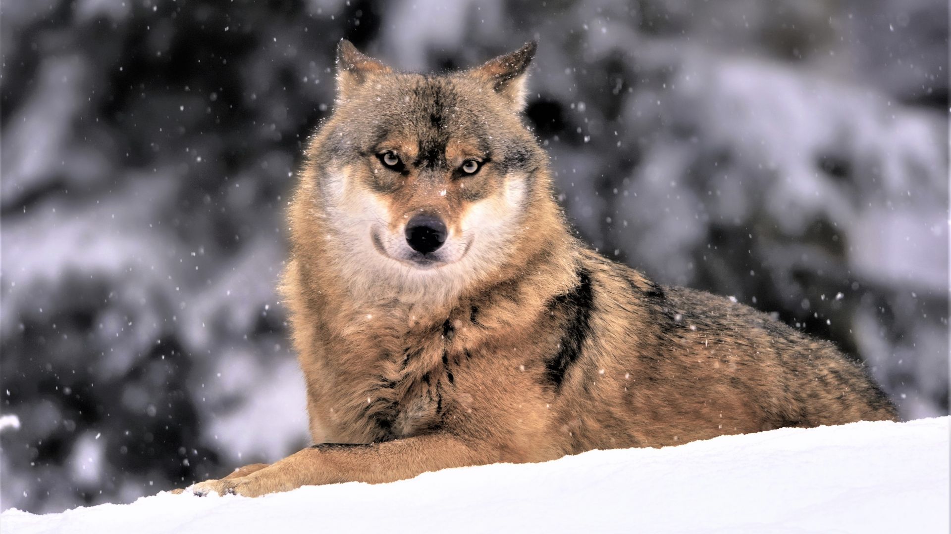 Wallpaper Wolf, predator, animal, snowfall, winter, 4k