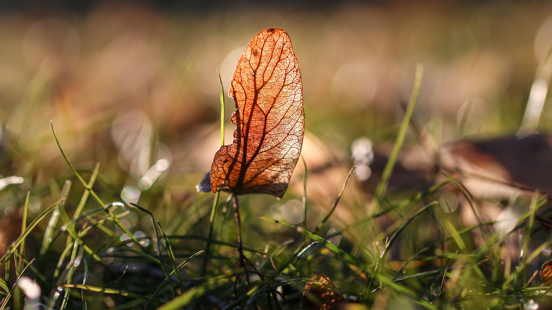 Wallpaper Autumn, meadow, dry leaf, close up