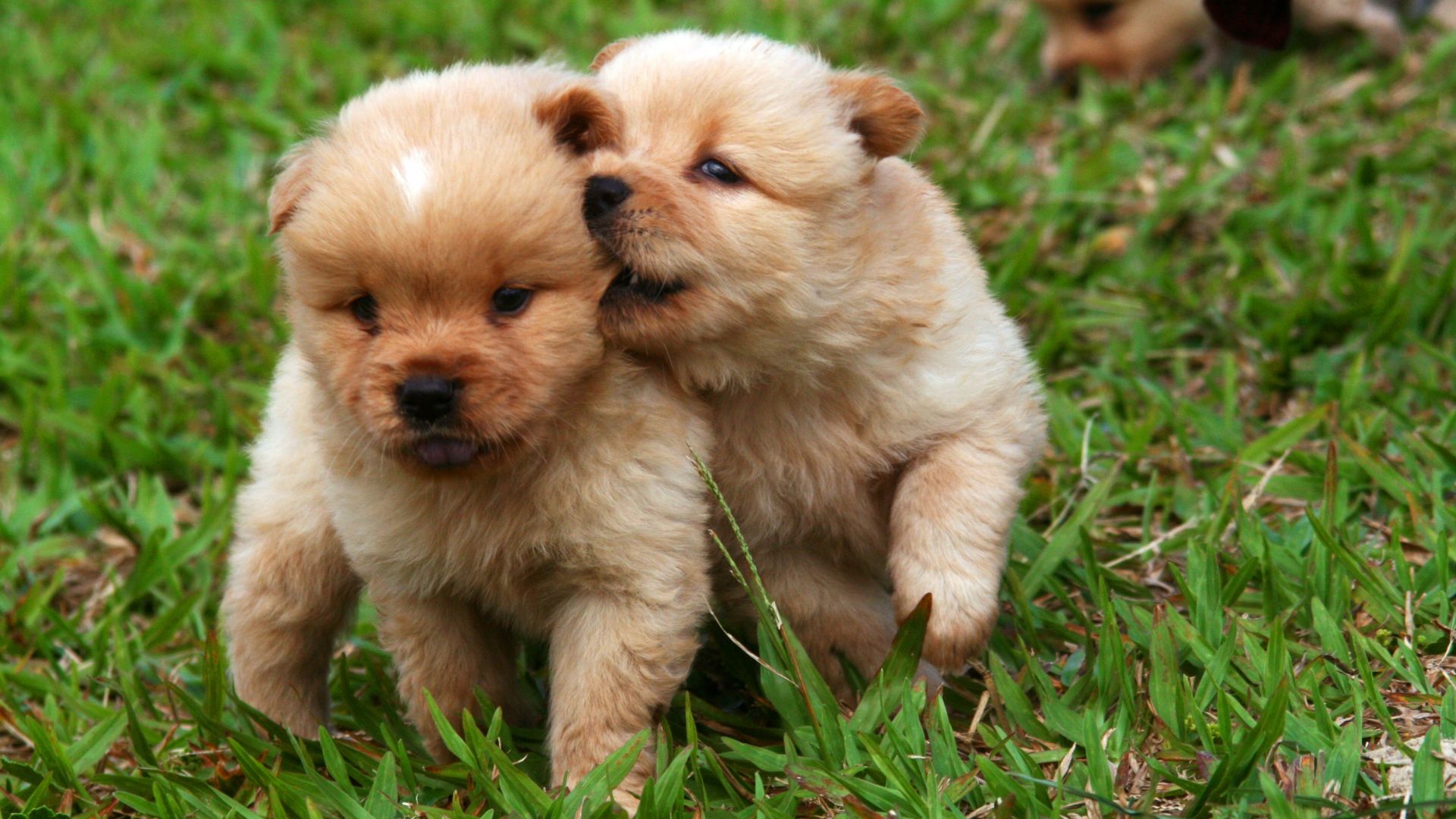 Wallpaper Puppies, cute, dog, playing