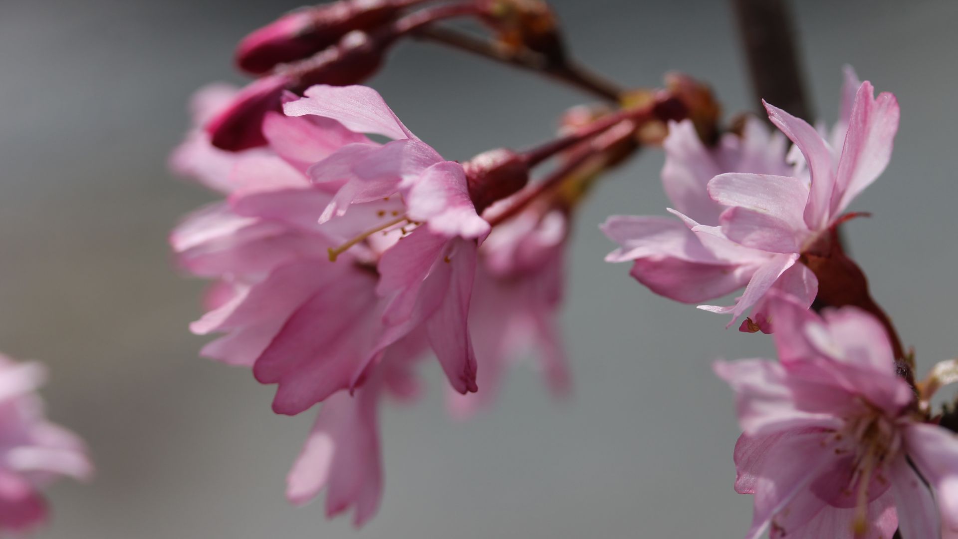 Wallpaper Sakura, blossom, flowers