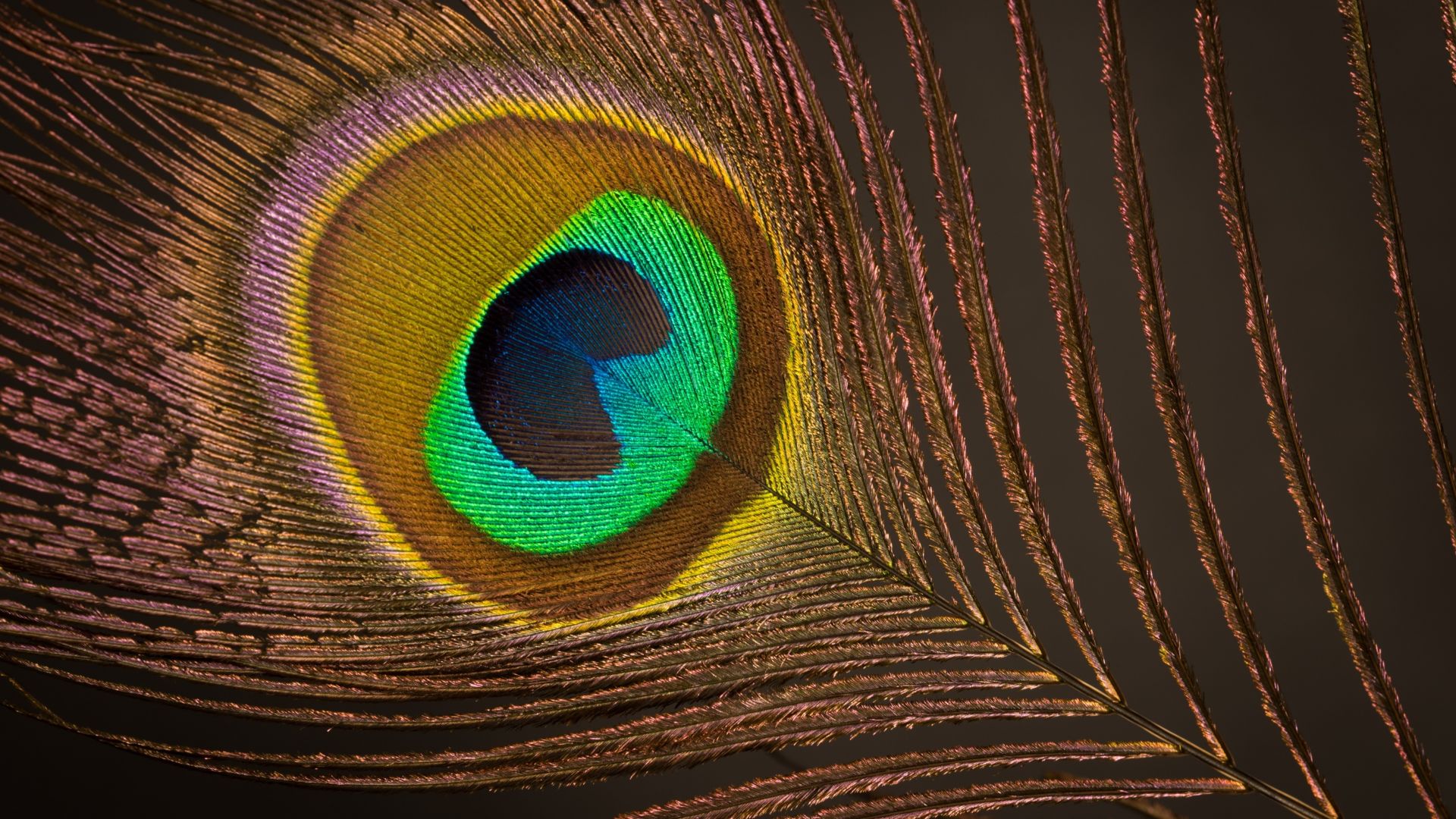 Wallpaper Colorful feather, close up, 5k