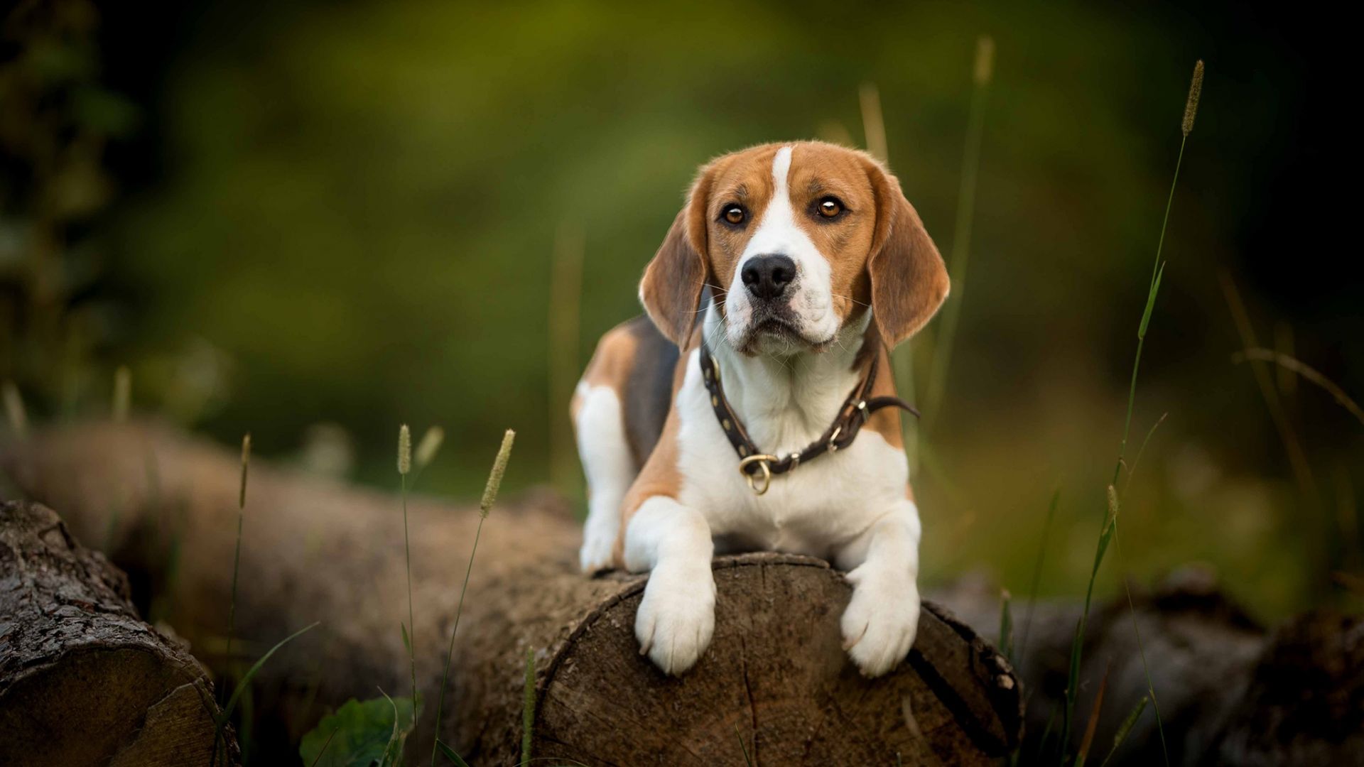 Wallpaper Beagle, dog, calm, pet, outdoor
