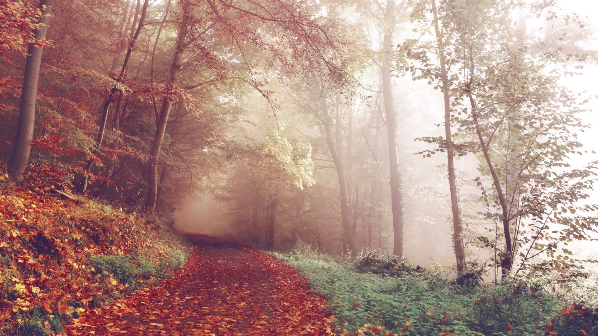 Wallpaper Autumn, park, forest, path, foliage, 4k