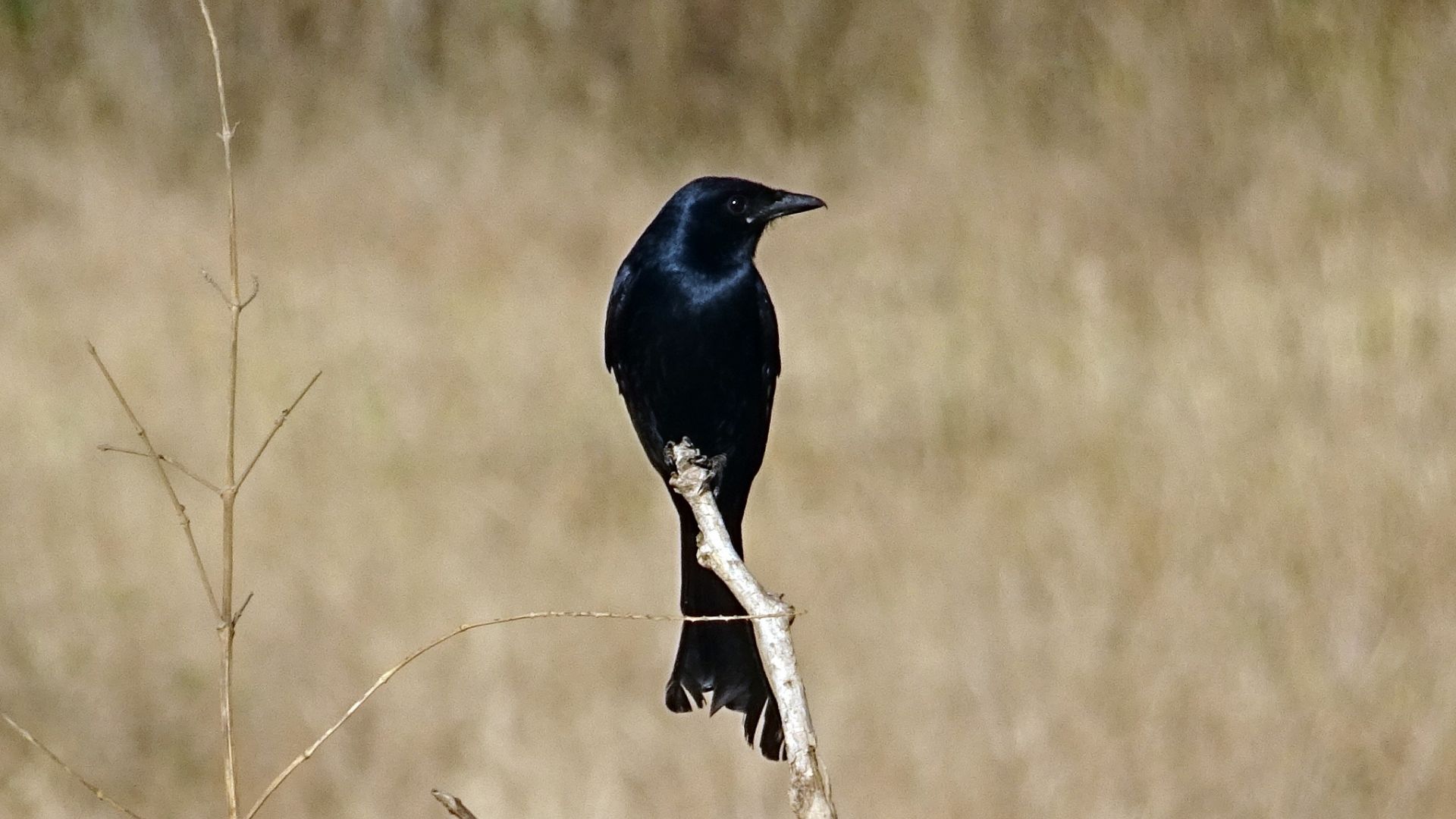 Wallpaper Black drongo bird, sitting, meadow