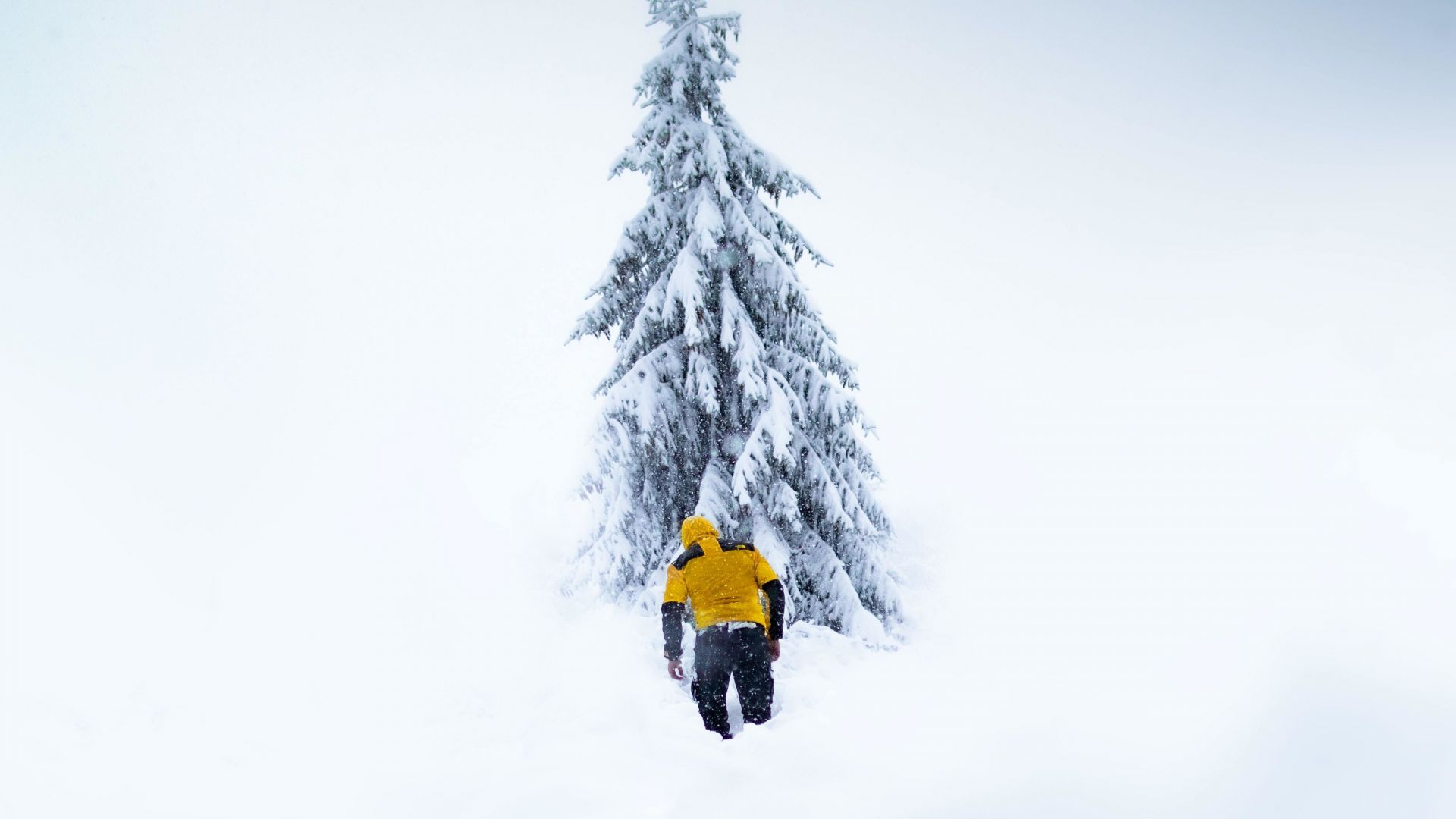 Wallpaper Winter, mountaineer, tree, nature