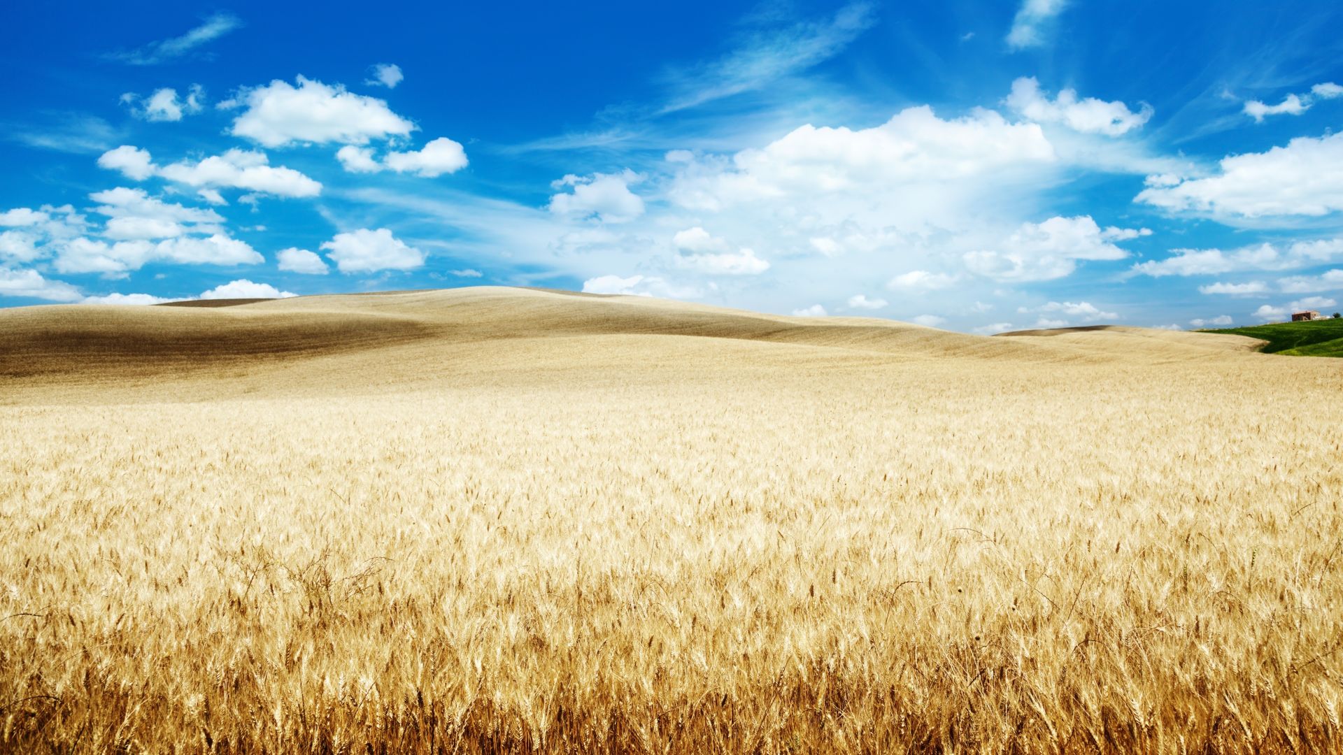 Wallpaper Wheat farm, Harvest, landscape, blue sky