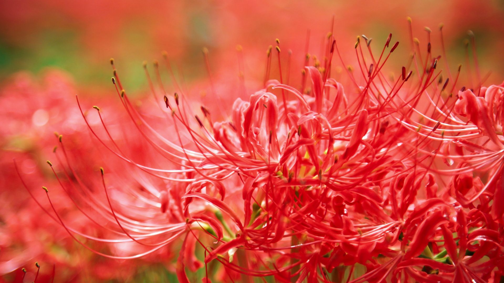 Wallpaper Amaryllis, red flowers, pollen, closeup