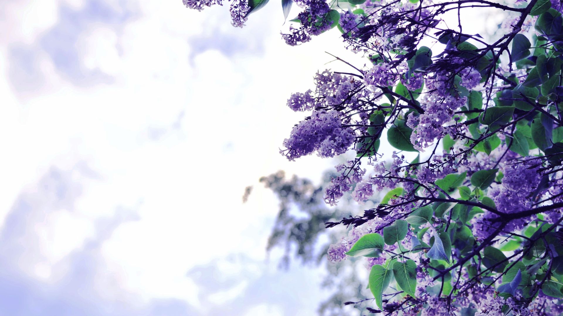 Desktop Wallpaper Lilac Flowers, Blossom, Purple Flower, Hd Image, Picture,  Background, 1d0c6b
