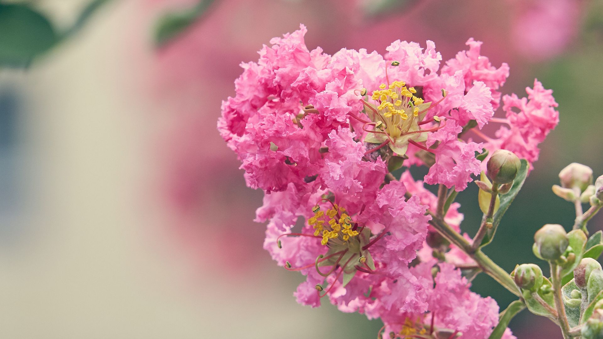 Wallpaper Lagerstroemia, pink flowers, blossom