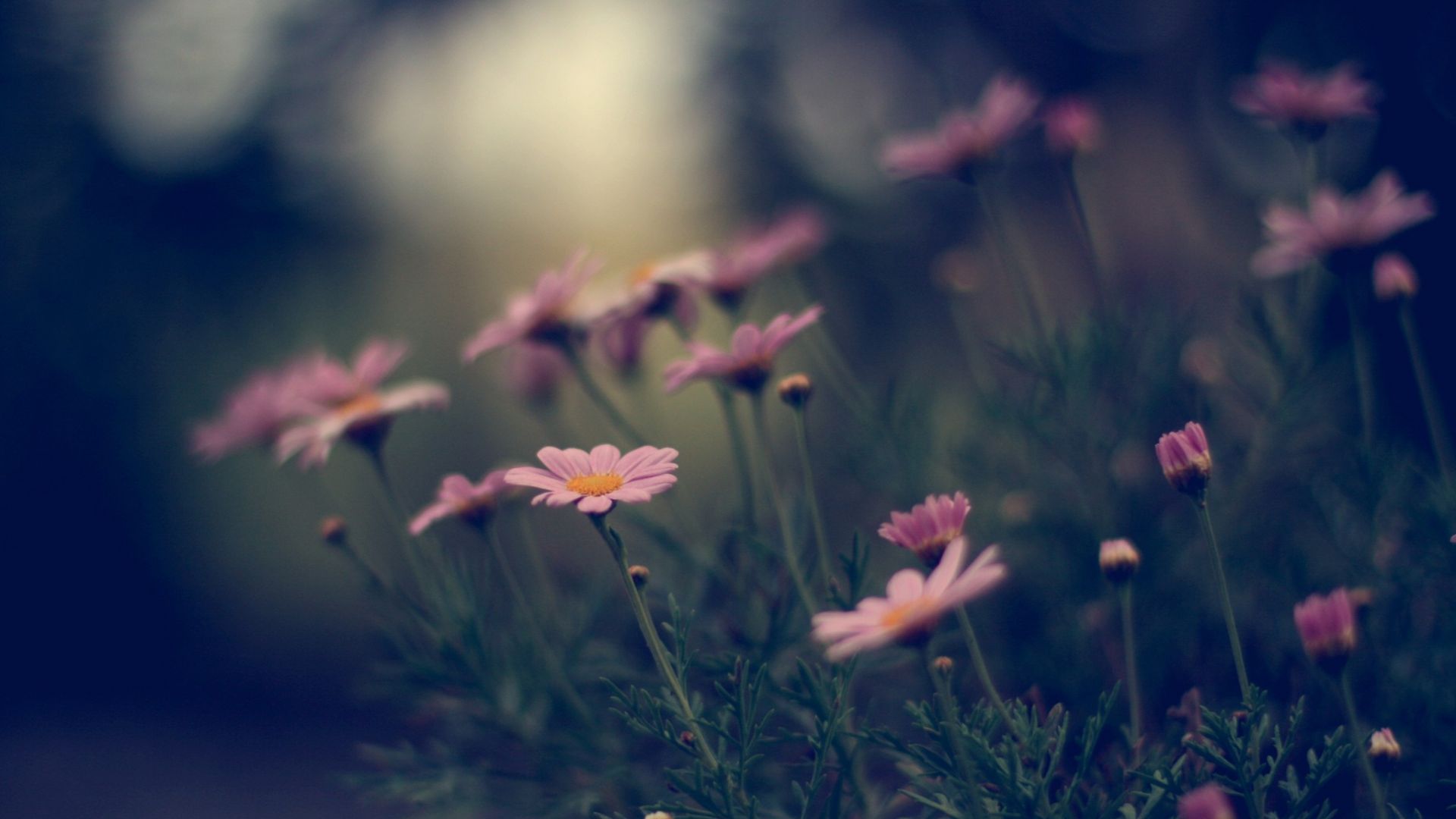 Wallpaper Pink daisy flowers, blur, meadow