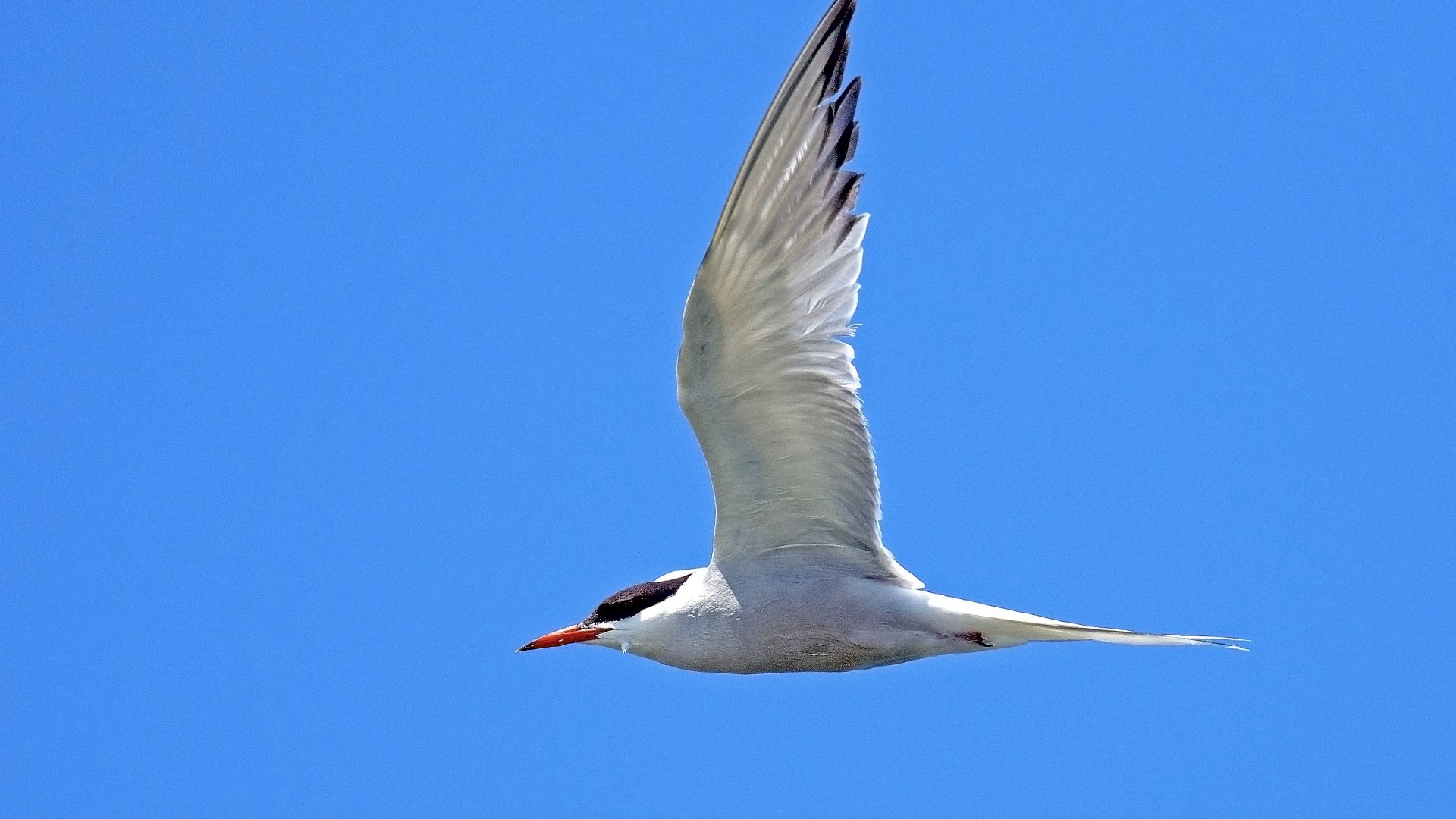 Wallpaper River tern, bird, wings
