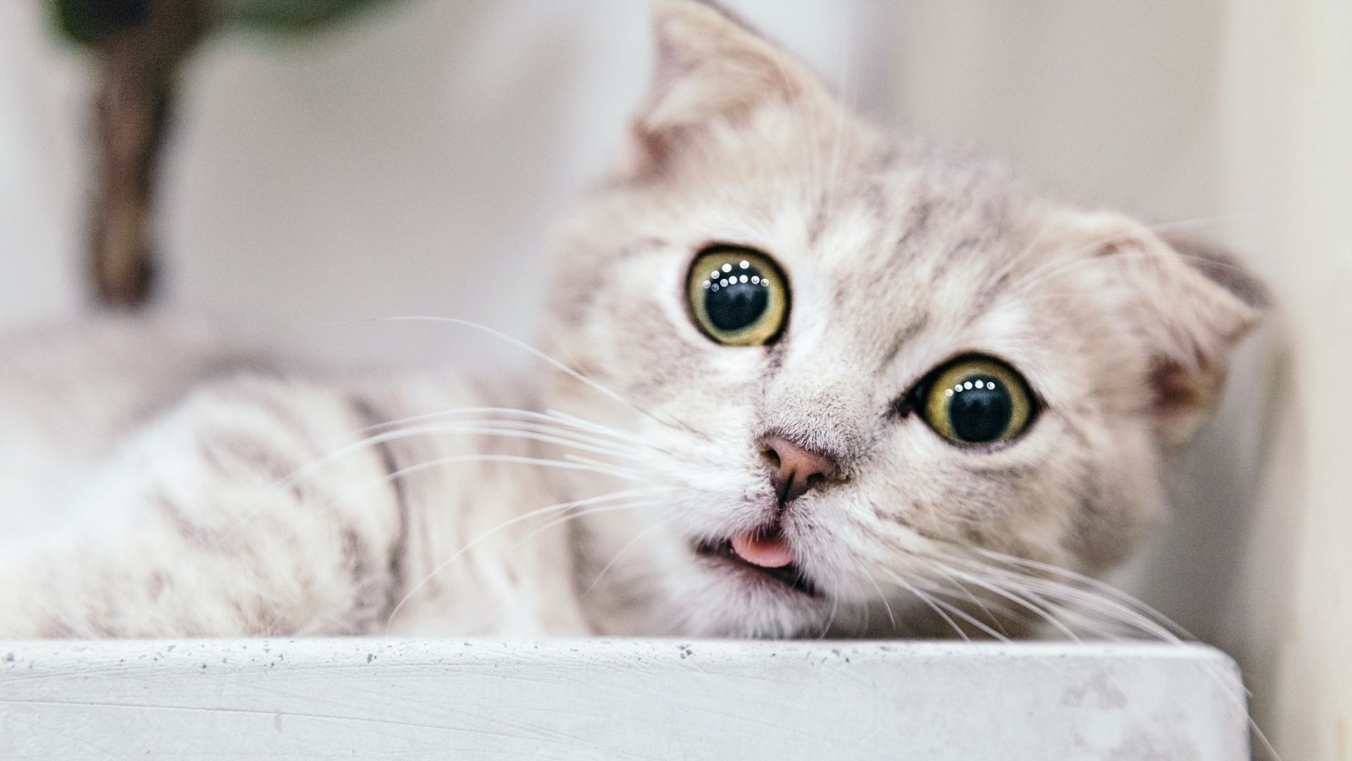 Wallpaper Cute kitten, curious, close up