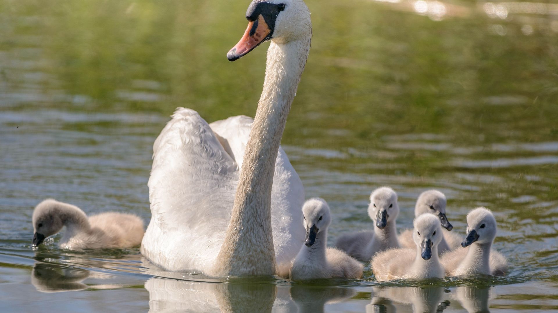 Wallpaper Swan bird family, reflections, lake
