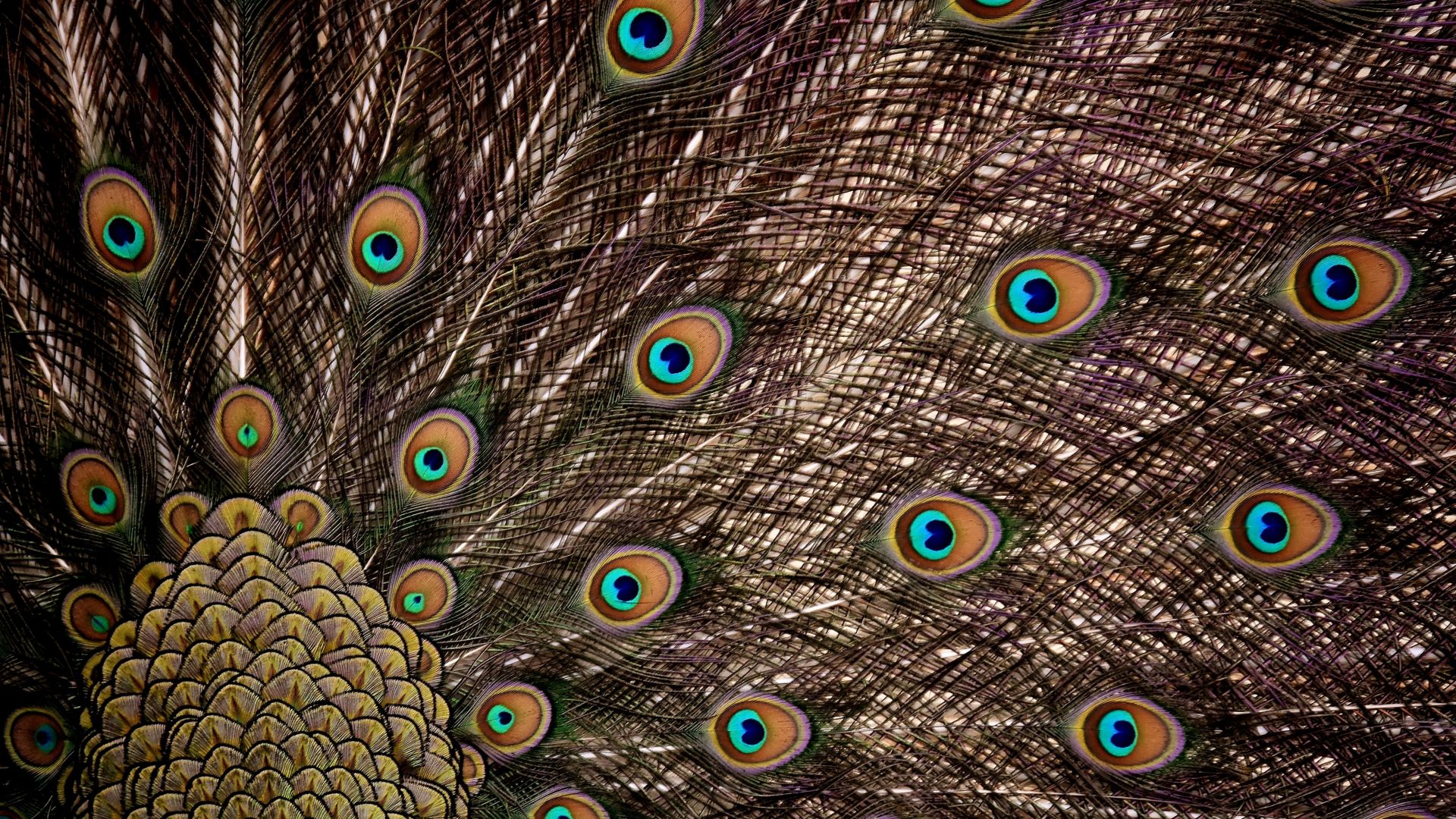 Wallpaper Peacock, feathers, plumage, colorful, 5k