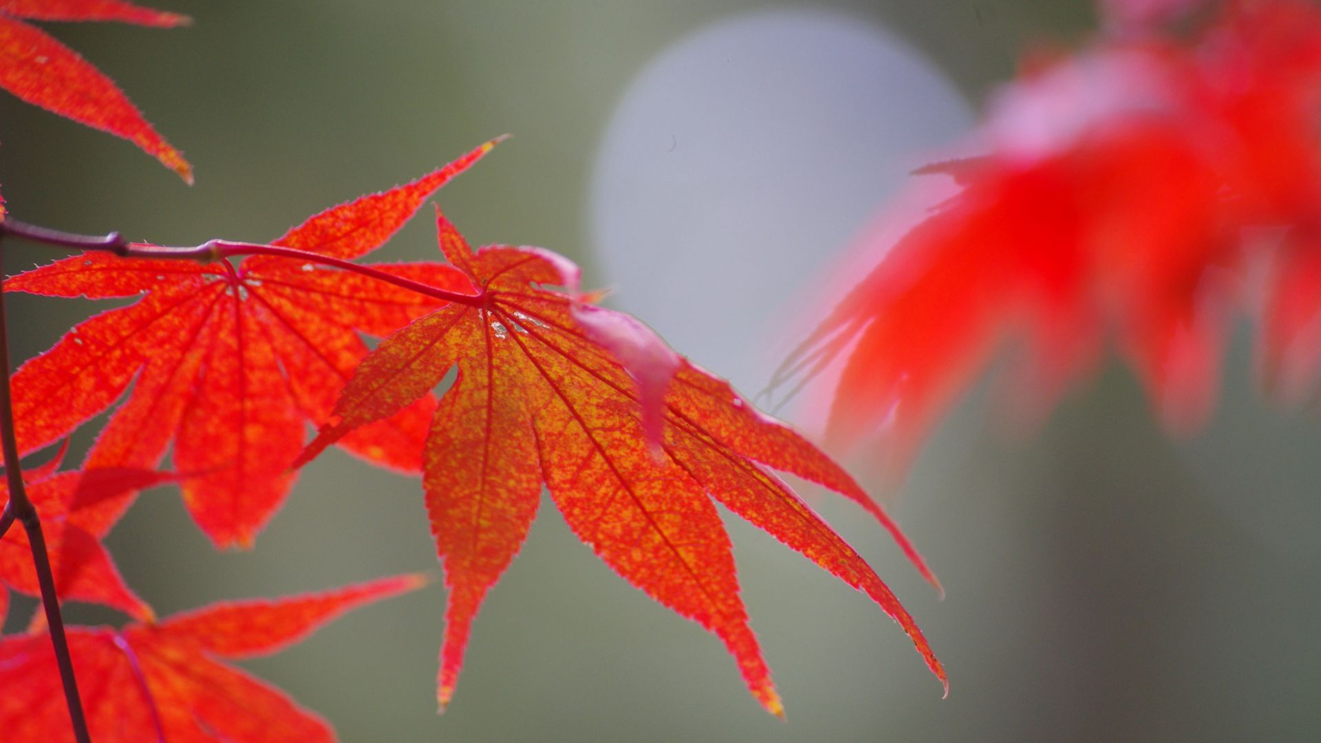 Wallpaper Red leaf, close up