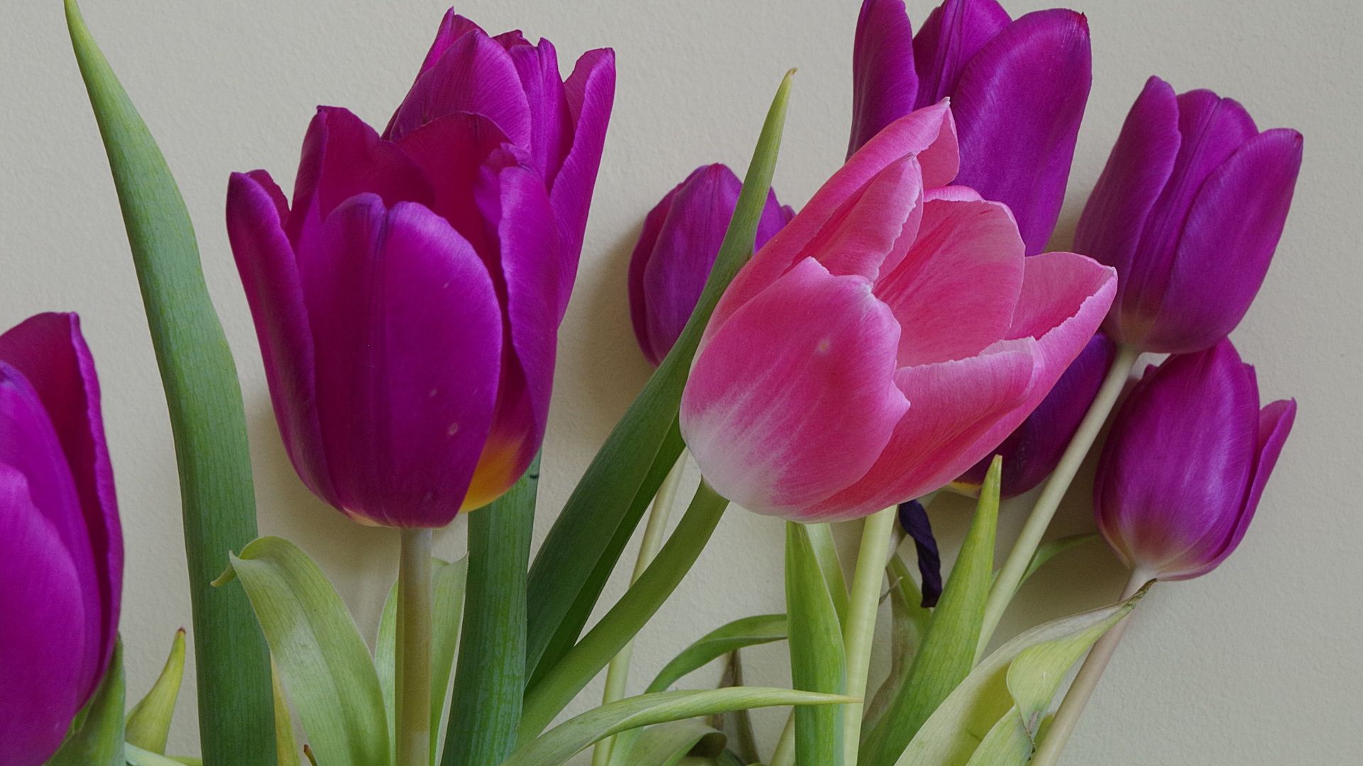 Wallpaper Tulips, flowers, pink flower