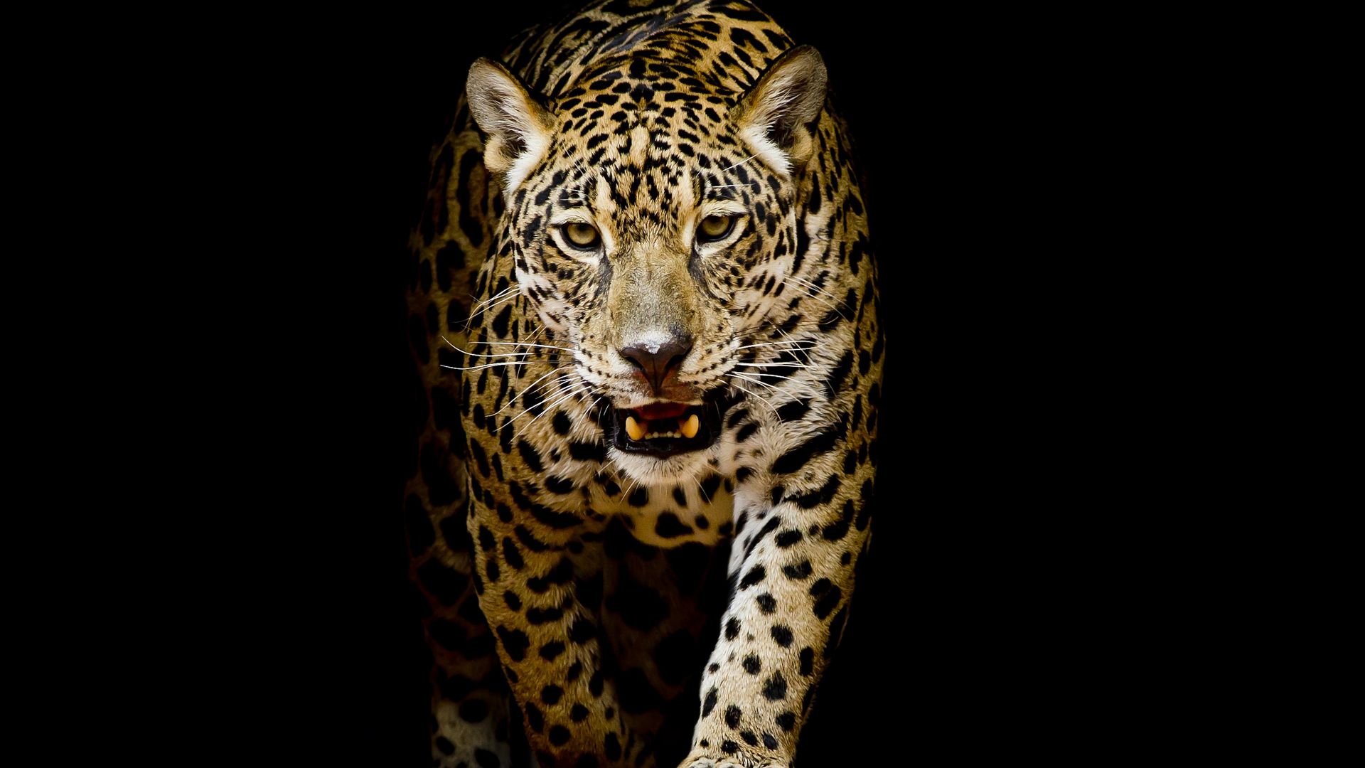 Wallpaper Leopard, predator, portrait, animal, 4k