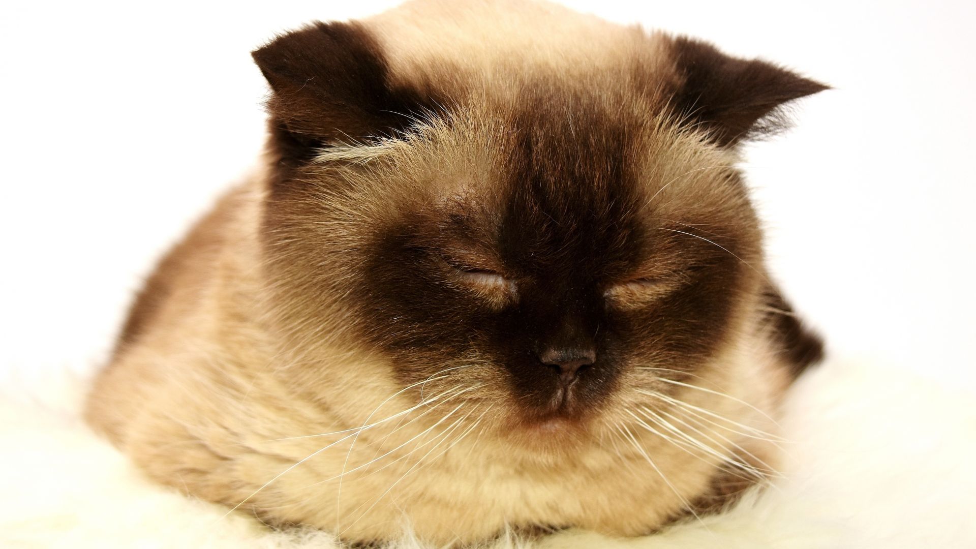 Wallpaper Cat, sleepy, closed eyes, muzzle, animal, 4k