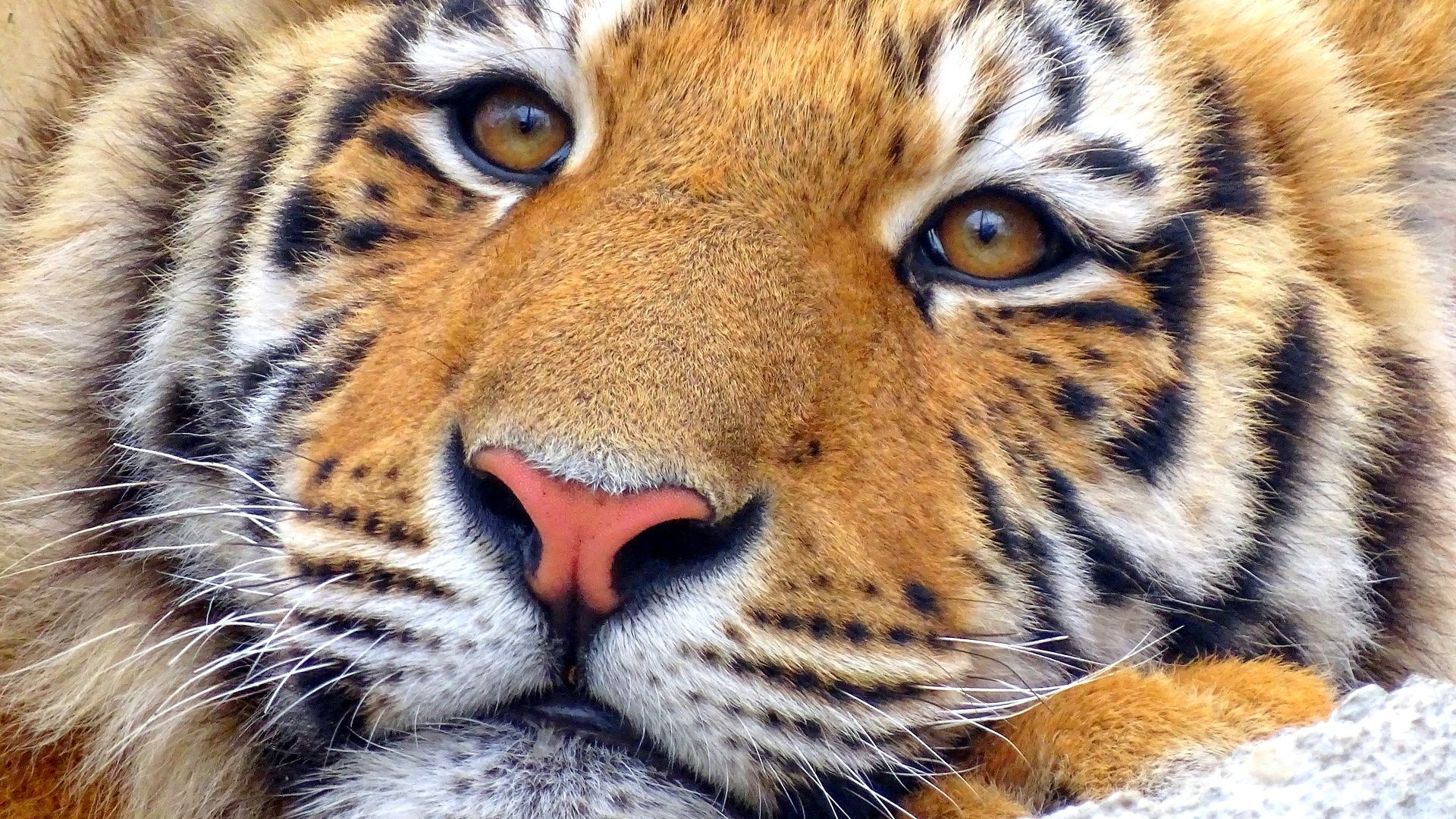 Wallpaper Tiger, muzzle, eyes, fur