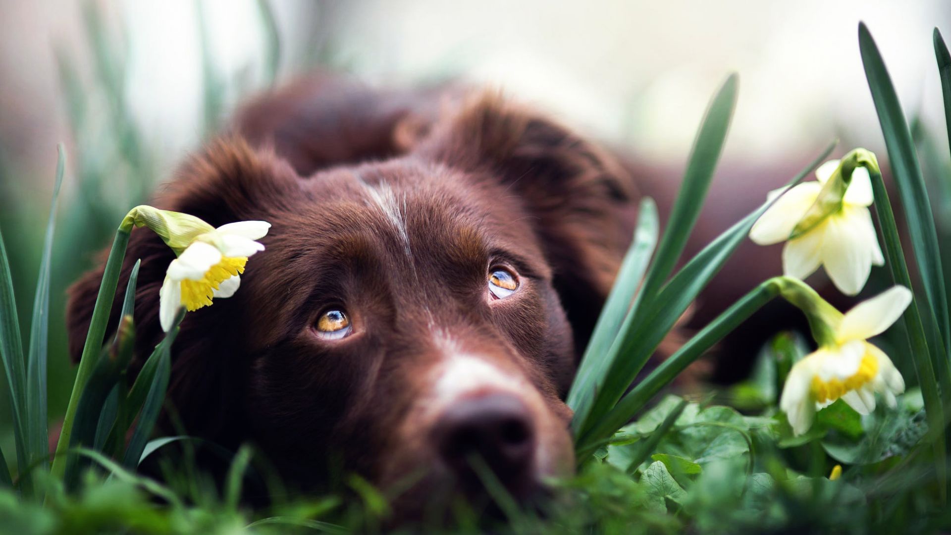 Wallpaper Brown dog, Australian shepherd, muzzle