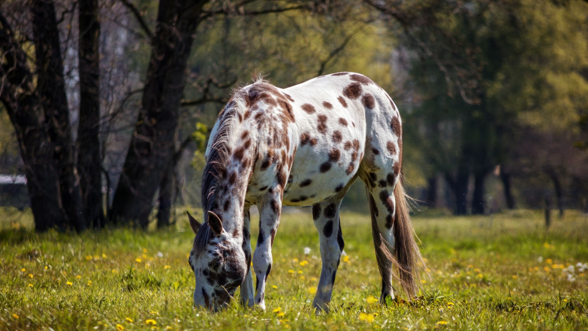 Wallpaper Horse, spots, animal, grazing, 5k