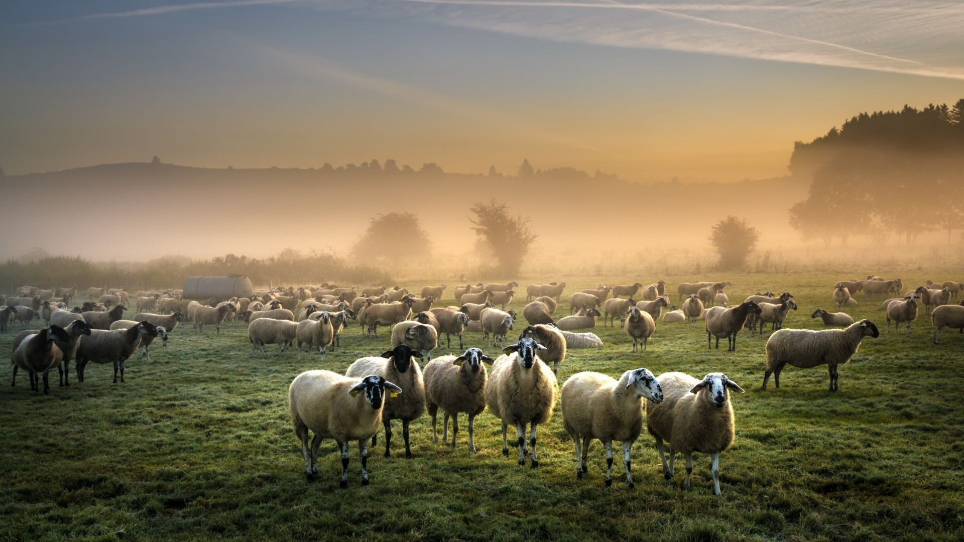 Wallpaper Sheep, animals, landscape, mist, fog