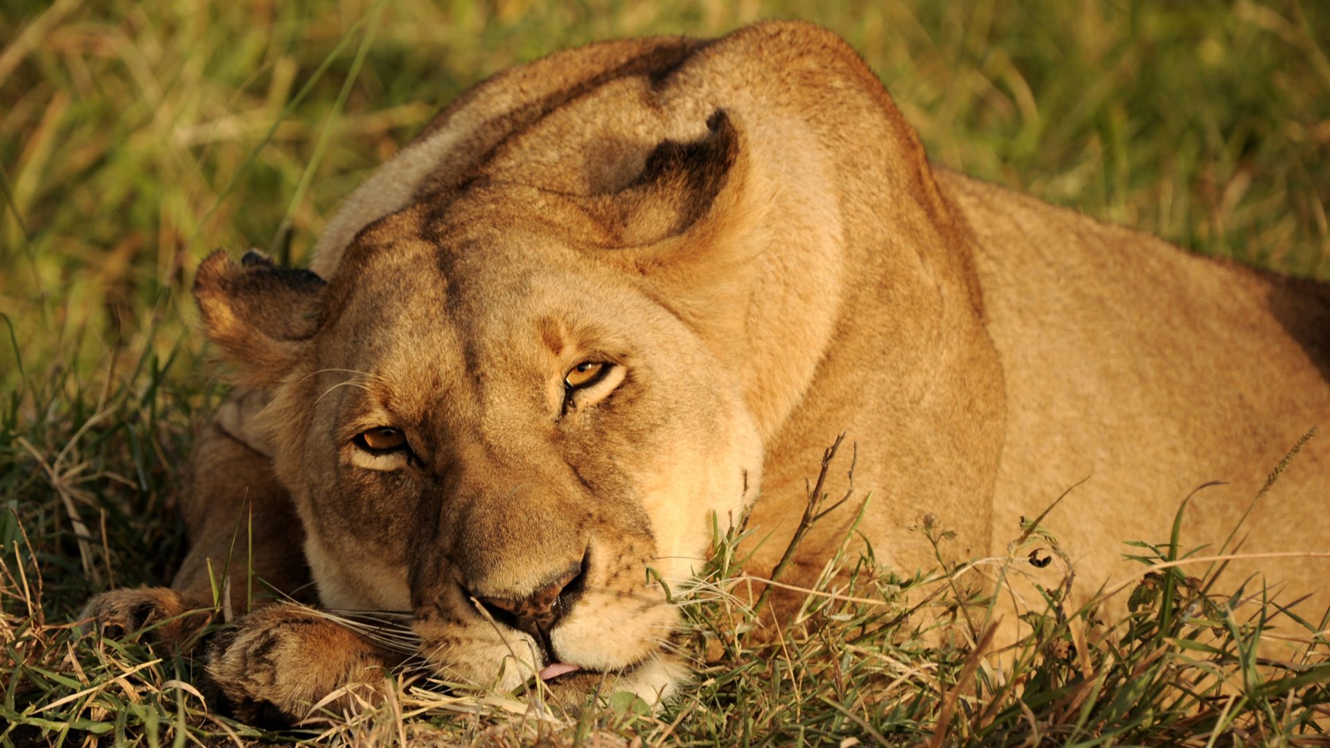 Wallpaper Africa lioness, relaxed, looking away, 4k