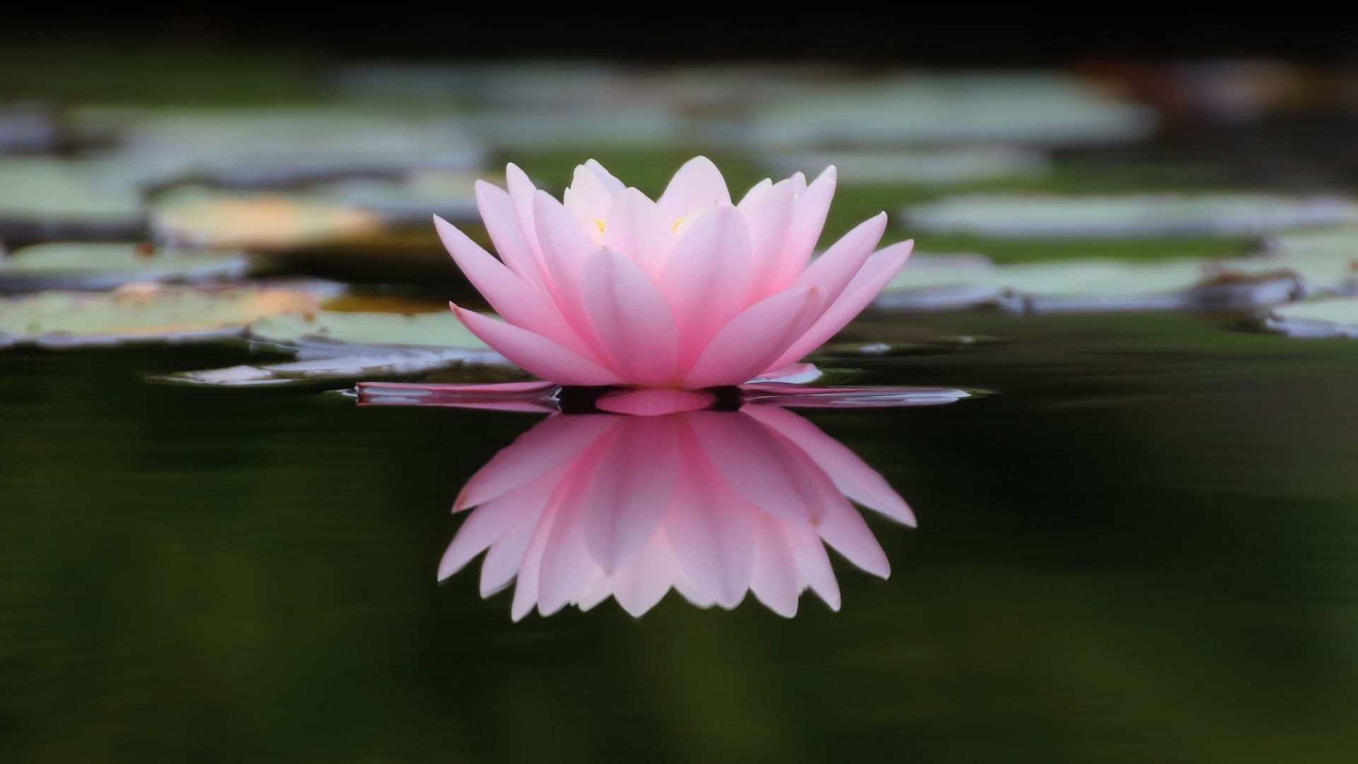 Wallpaper Lake, reflections, flower, pink water lily, 4k