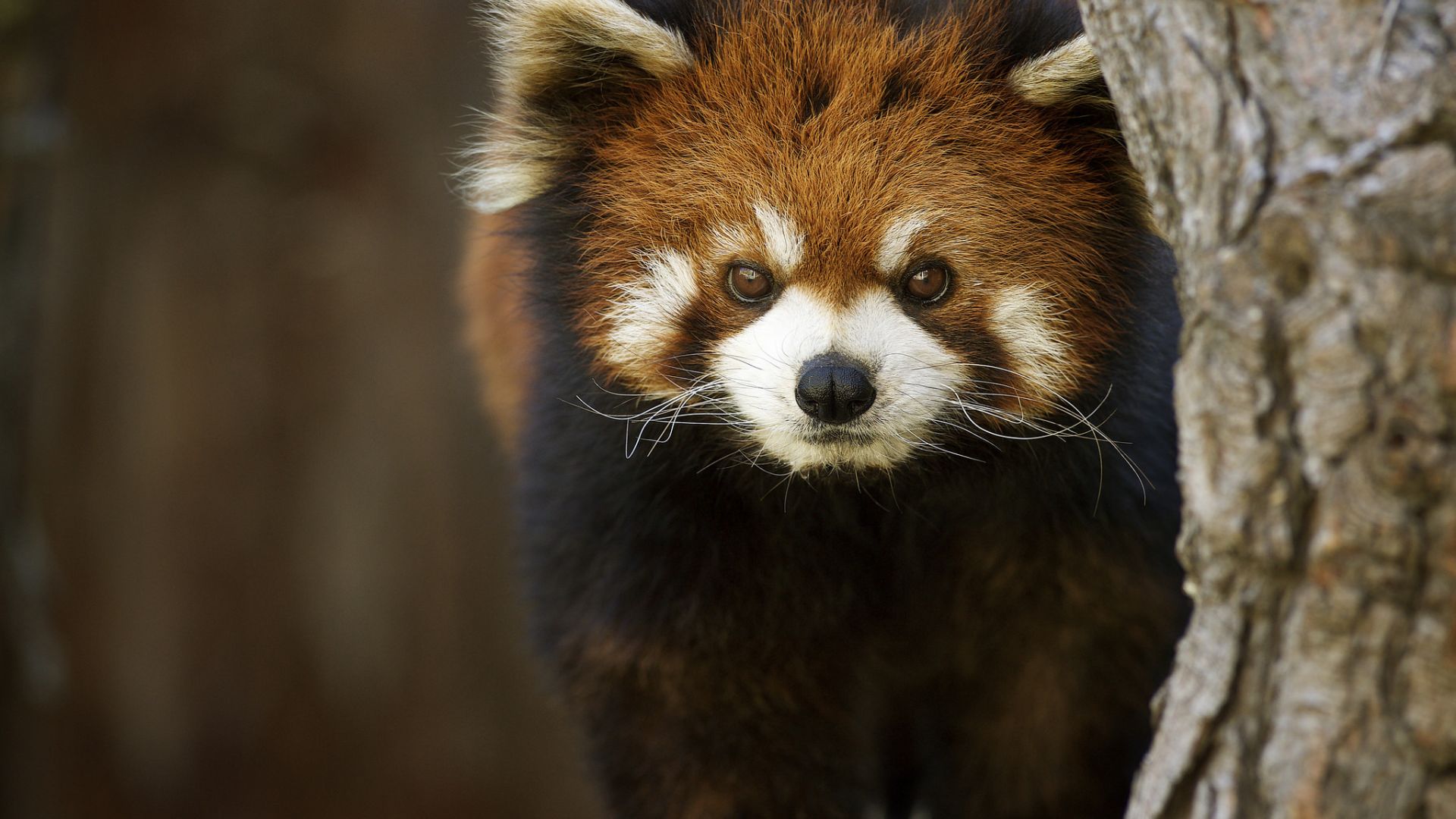 Wallpaper Cute, animal, red panda, furry